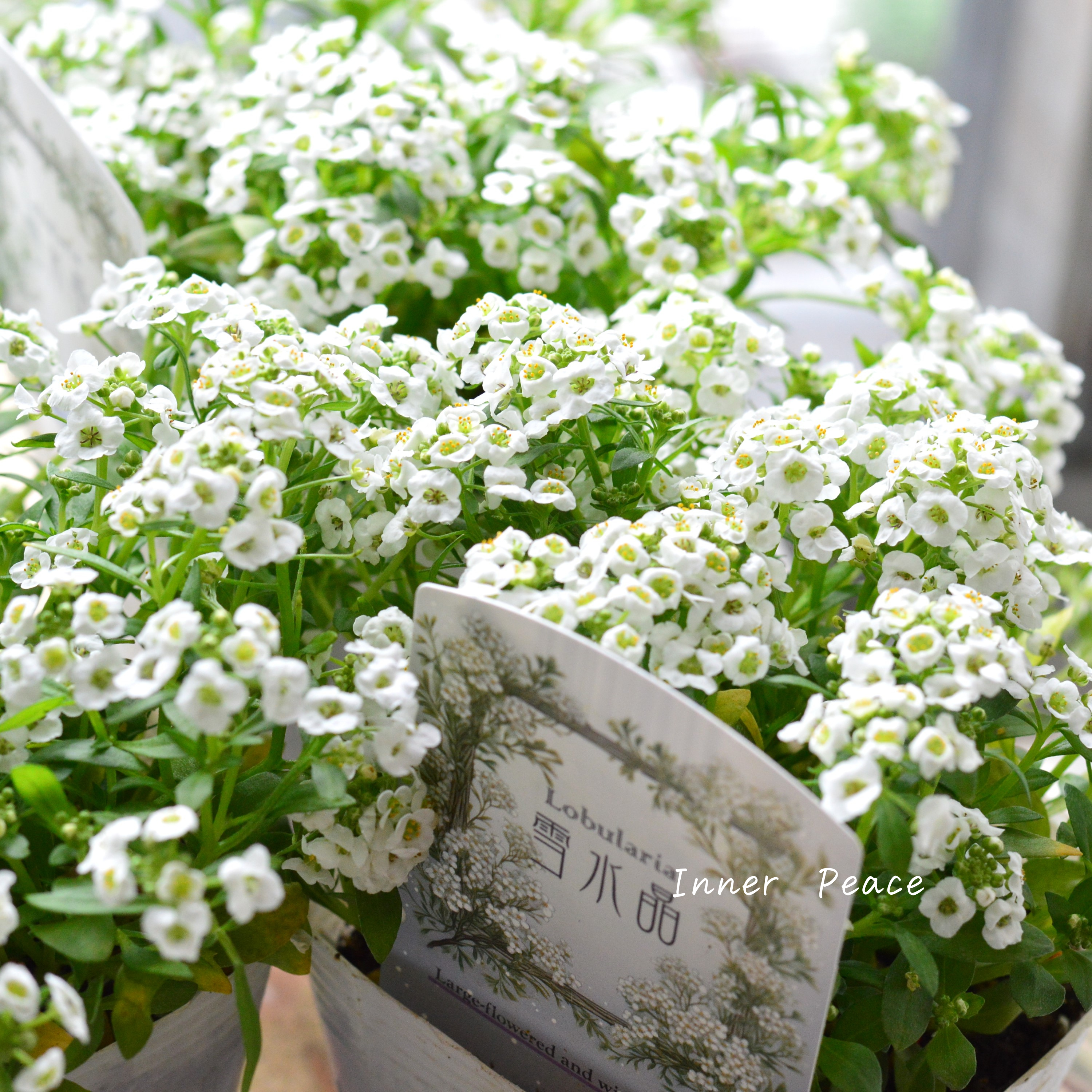 【かわいい】 スイートアリッサム 『雪水晶』 3.5寸POT