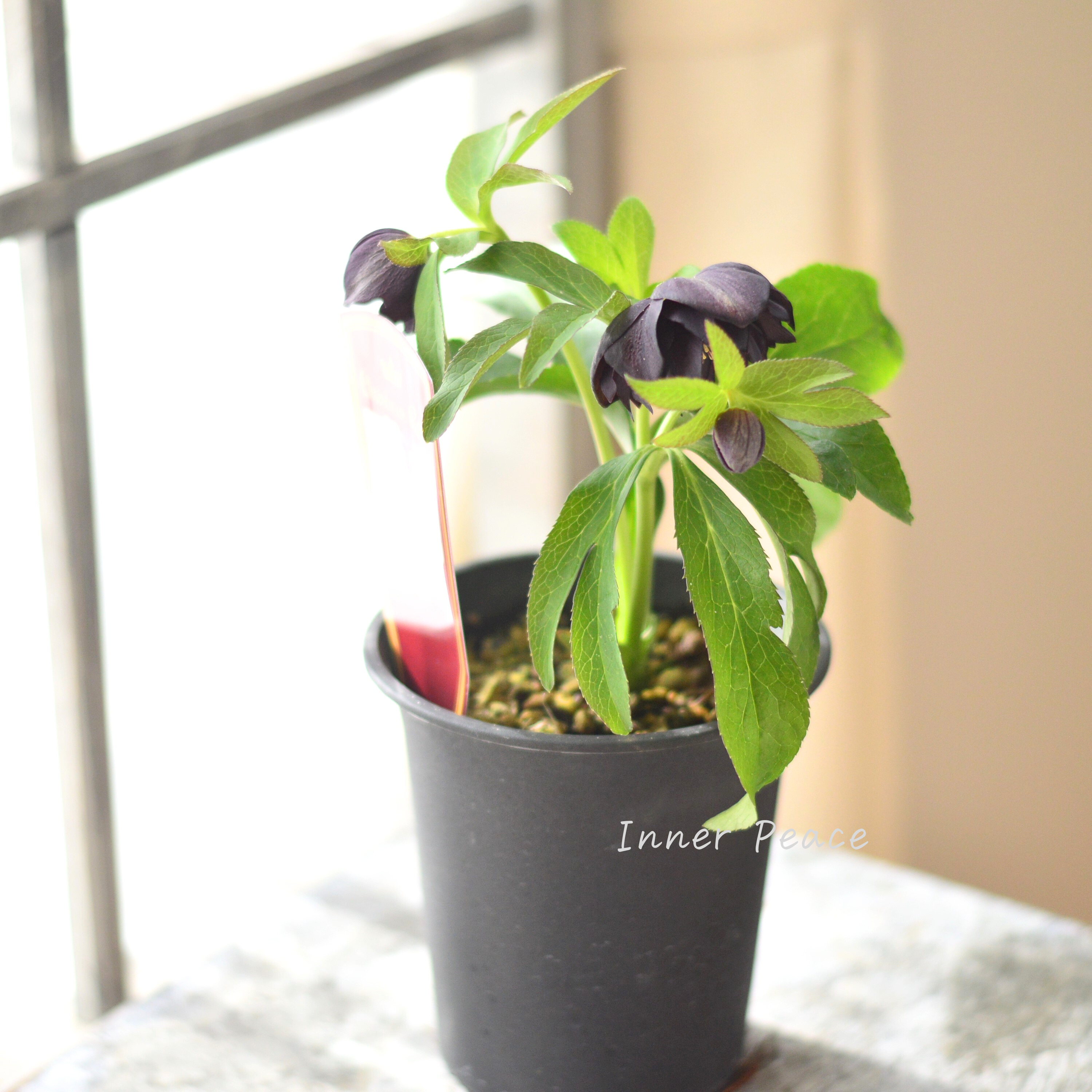 【希少】 吉瀬園芸さんのクリスマスローズ 『プレミアム・ダブル B』 4寸鉢