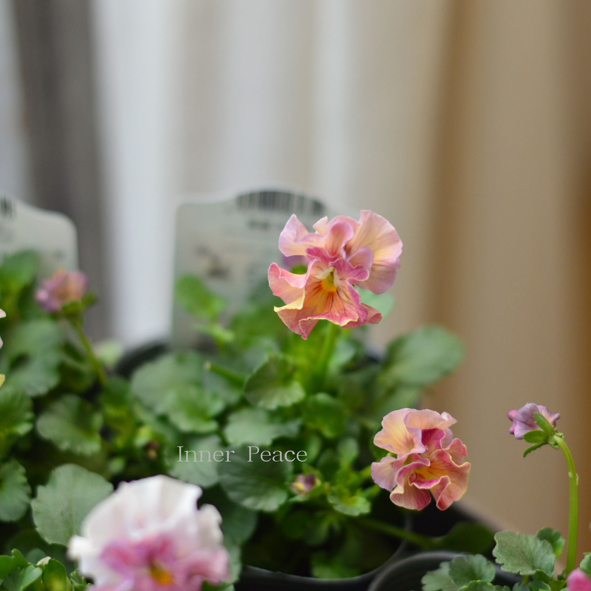 【うえたさん育種】 ビオラ 『シャボンドール』 3.5寸POT