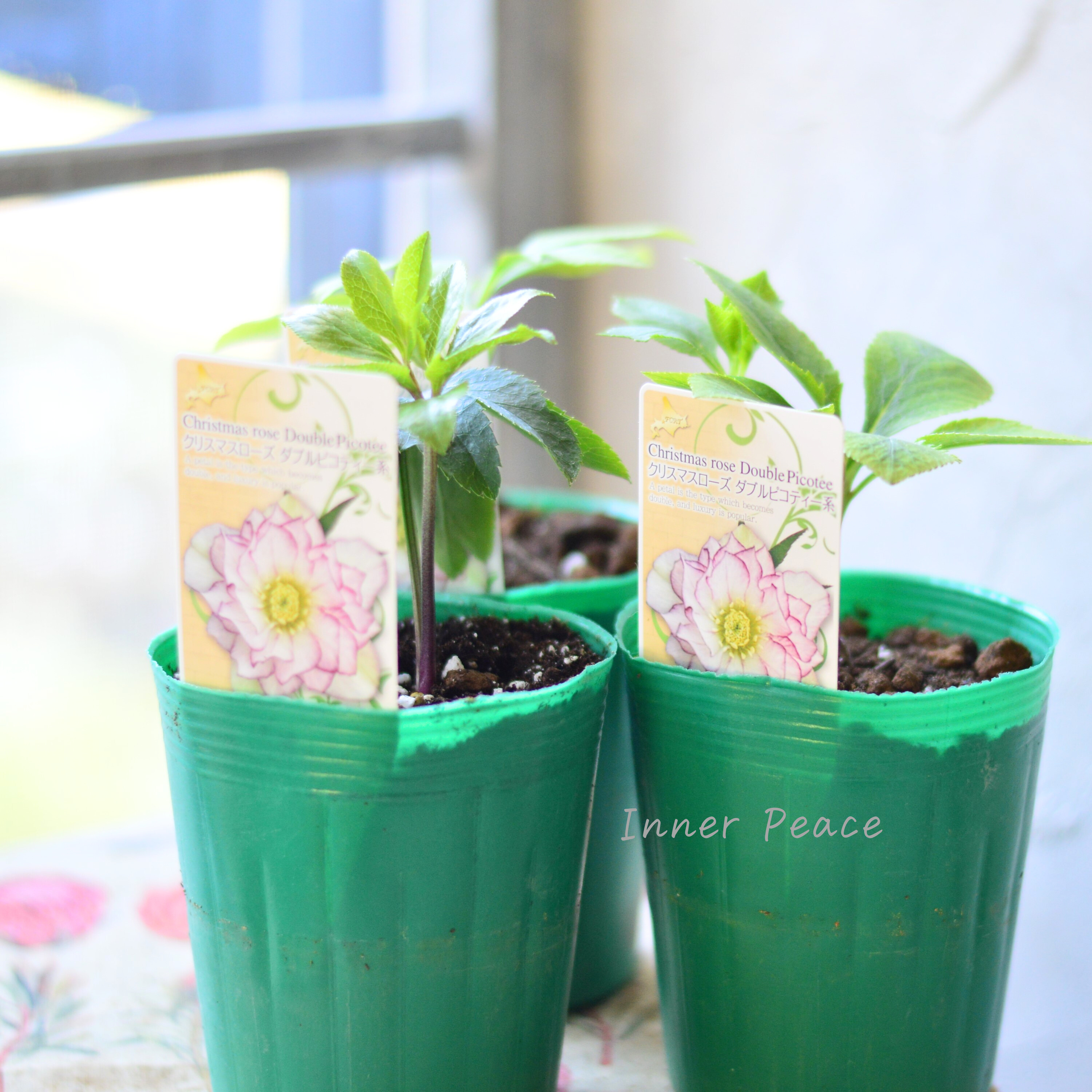 【八重咲き】 クリスマスローズ 『ダブルピコティ系』 3.5寸ロングPOT