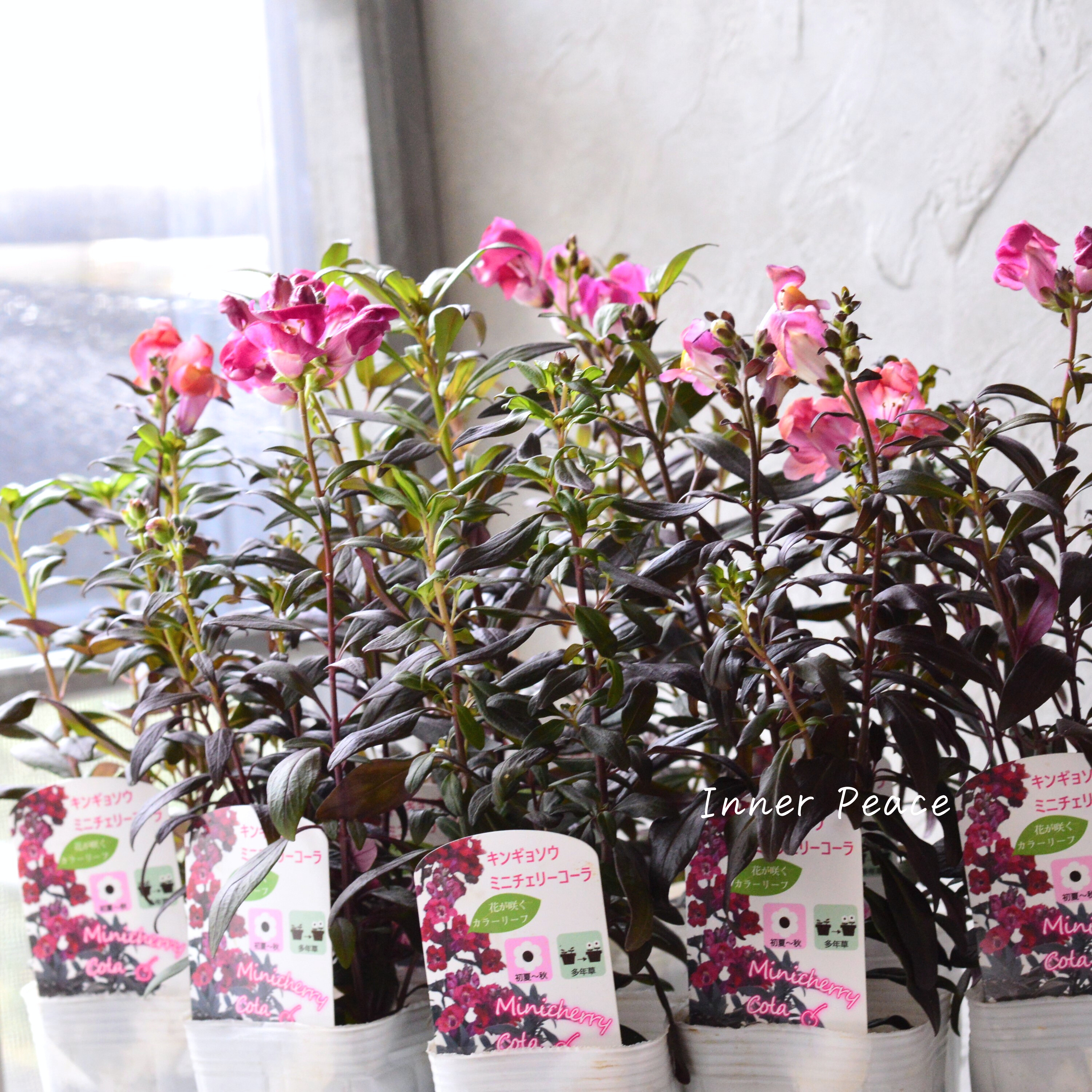 【シック】 キンギョソウ 『ミニチェリーコーラ』 3寸POT