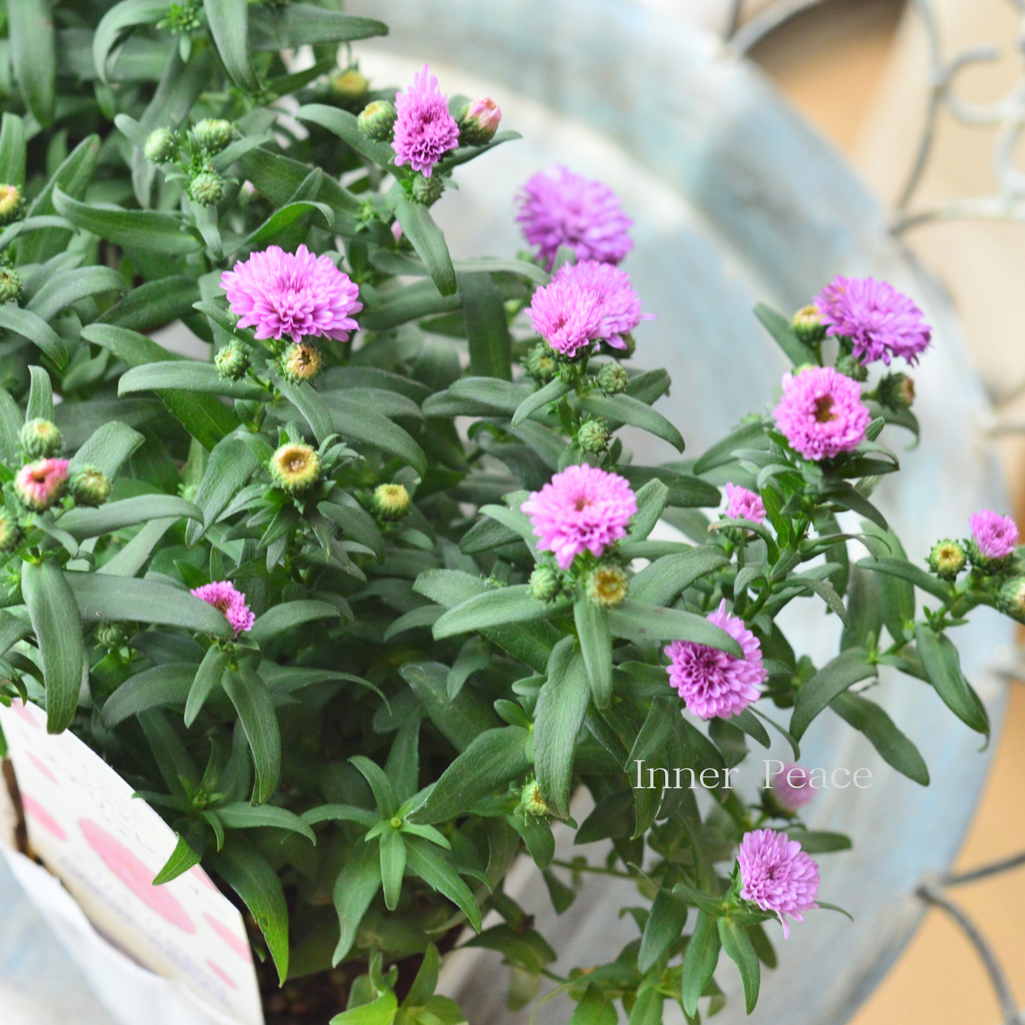 寒さに強い】アスター 『ミステリーレディ・マギー』 3.5寸POT