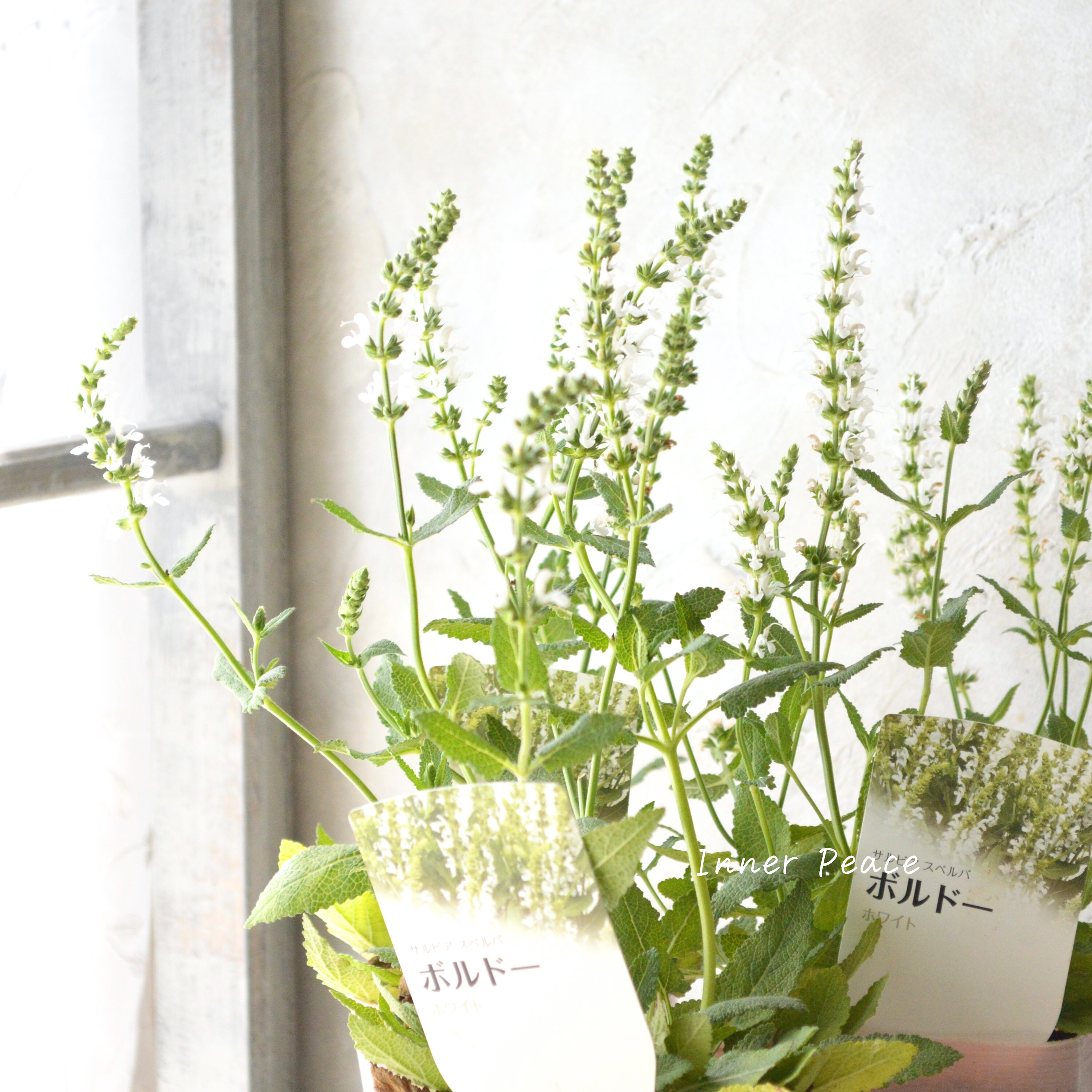 【宿根】 サルビア 『スペルバ・ボルドー ホワイト』 3.5寸POT