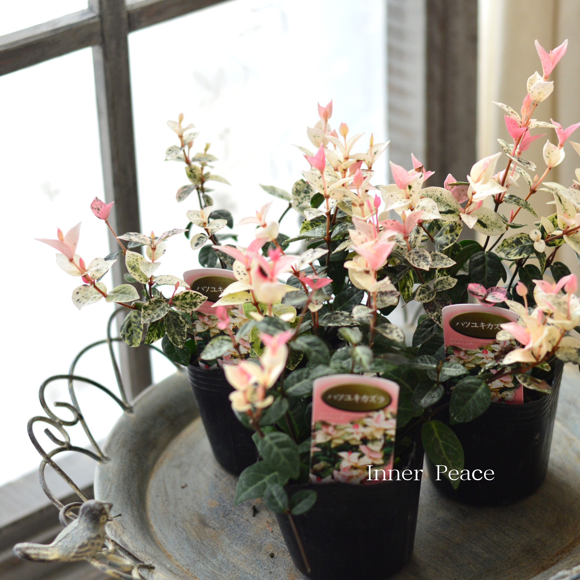 【美しい】 ハツユキカズラ 3寸POT