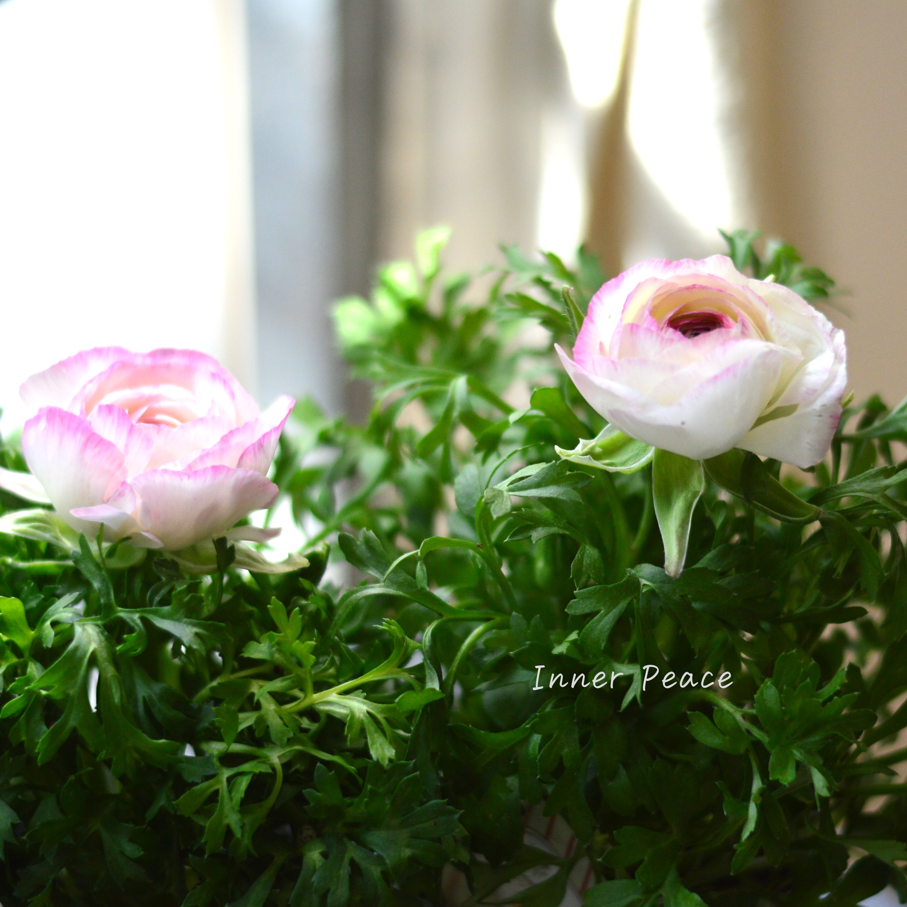 【かわいい】 ラナンキュラス 『スプリンクル・ピンクバイカラー』 3.5寸POT