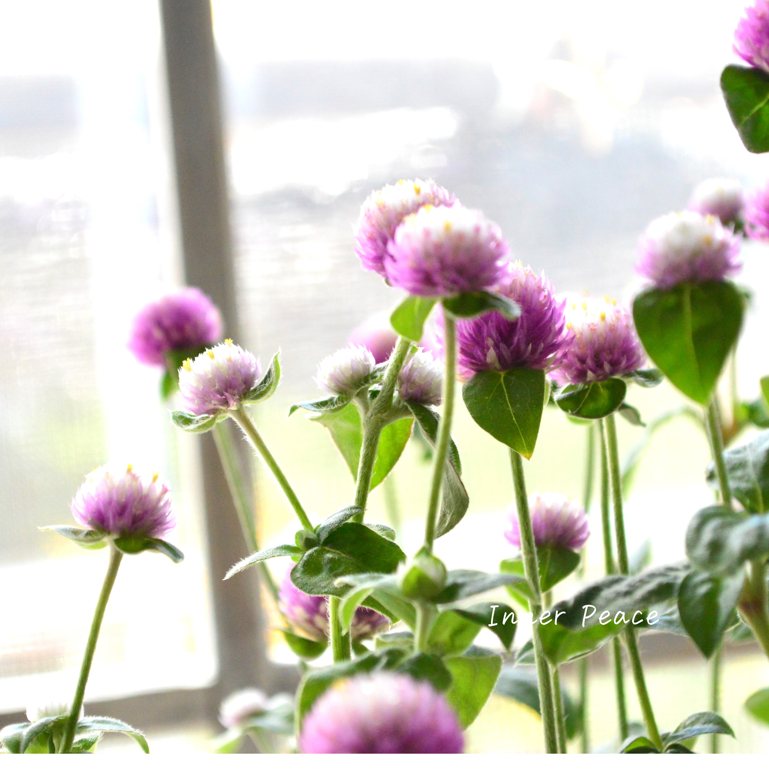 【暑さに強い】 千日紅 『キャンディキャンディ・ピンク』 3寸POT