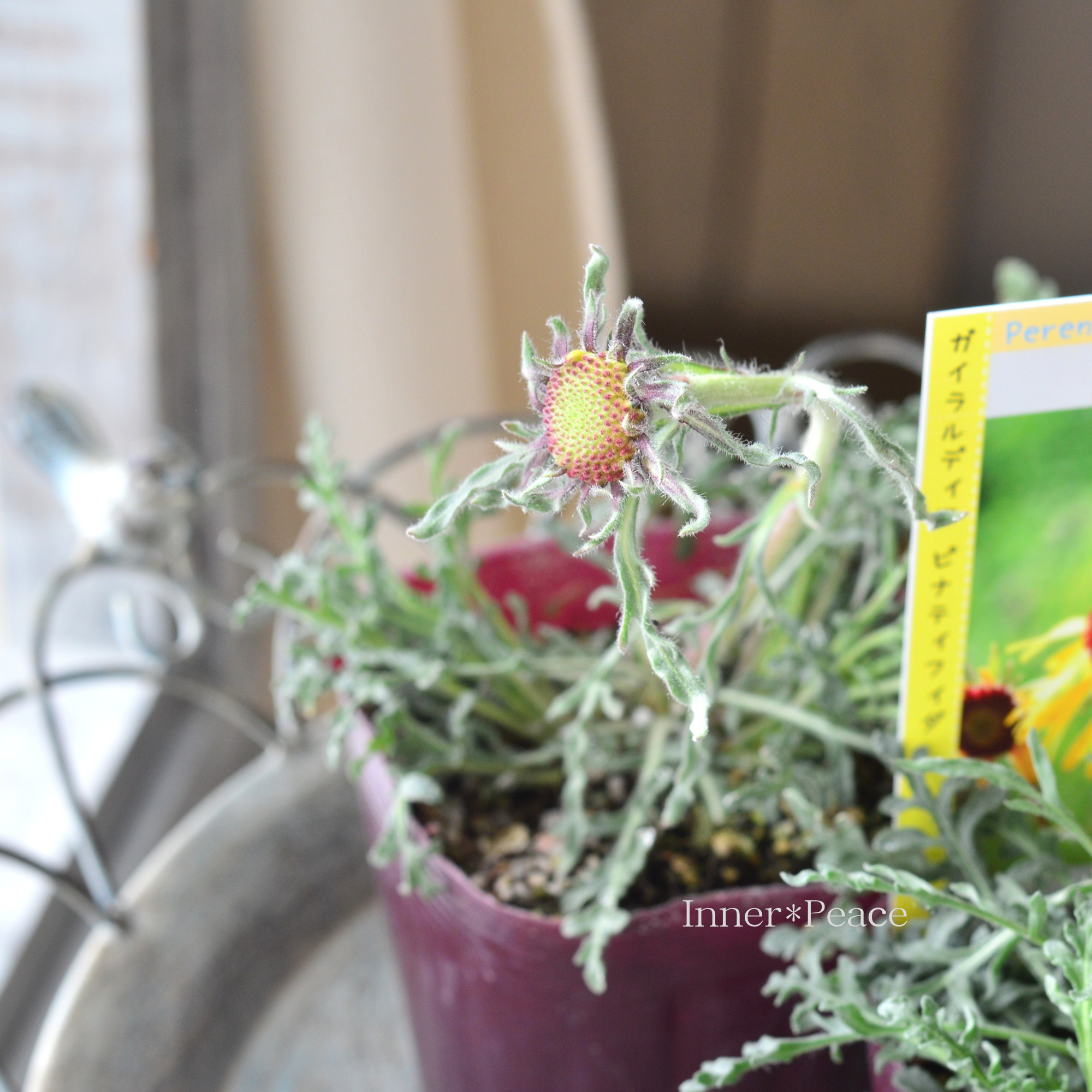 【希少】 ガイラルディア 『ピナティフィダ』 3.5寸POT