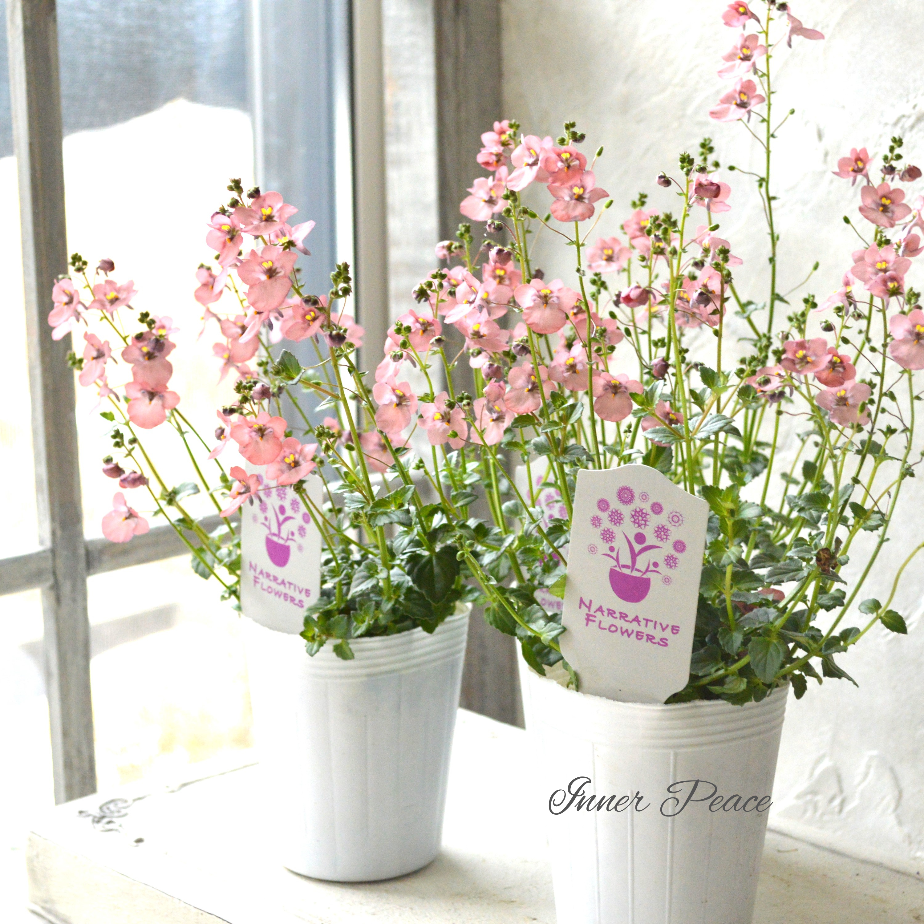 【ナラフラさん】 ディアスシア 『グレーアッシュピーチ』 3寸ロングPOT