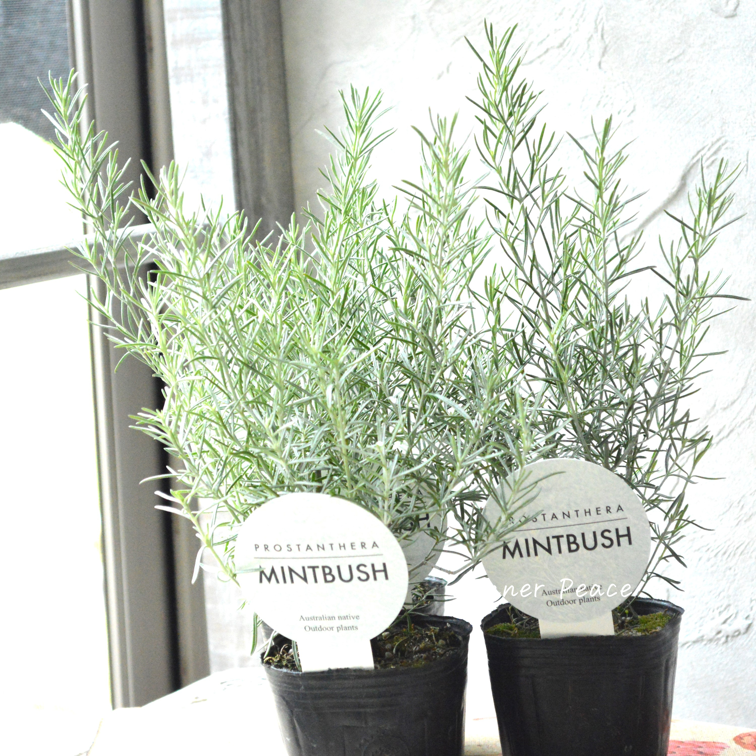 【シルバーリーフ】 ミントブッシュ 『プロスタンテラ・バクステリ』 3寸POT