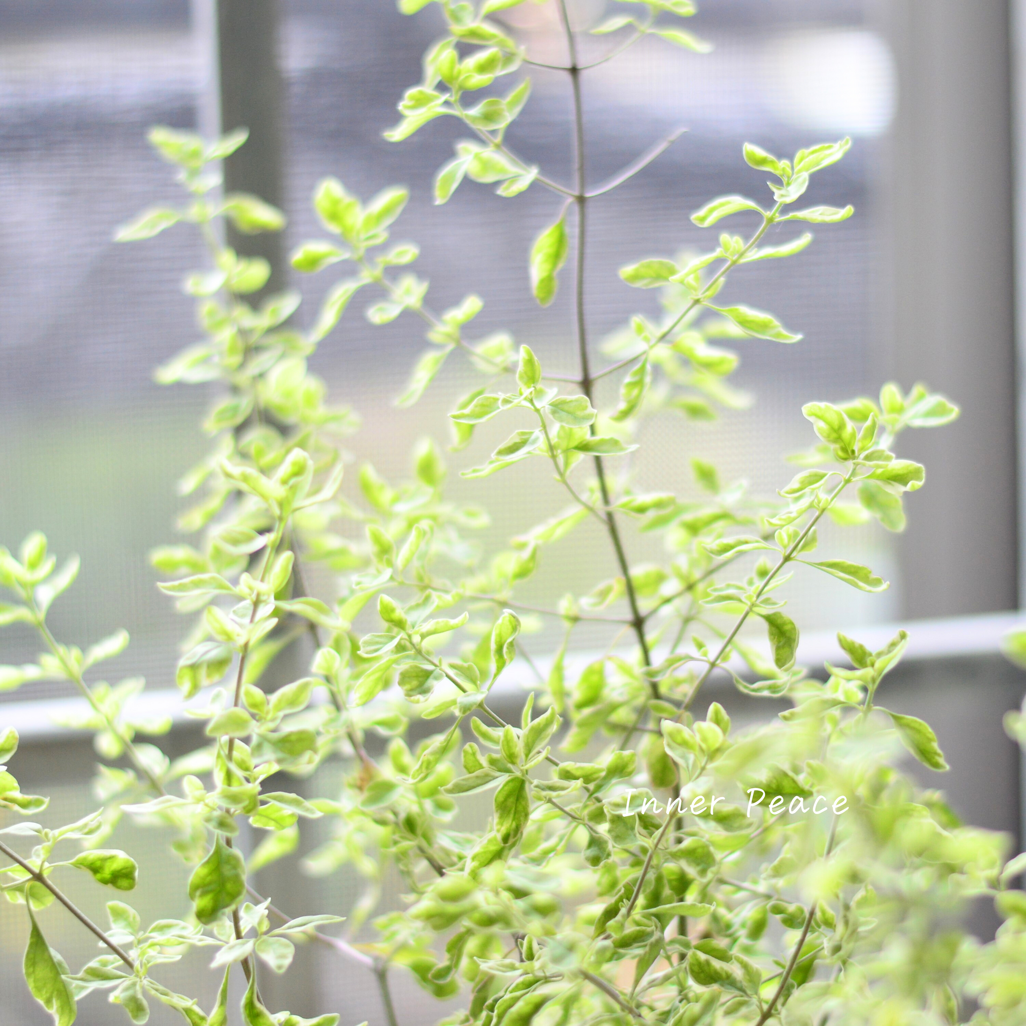 ⭐︎ミント⭐︎ 斑入り】 ミントブッシュ 3寸POT