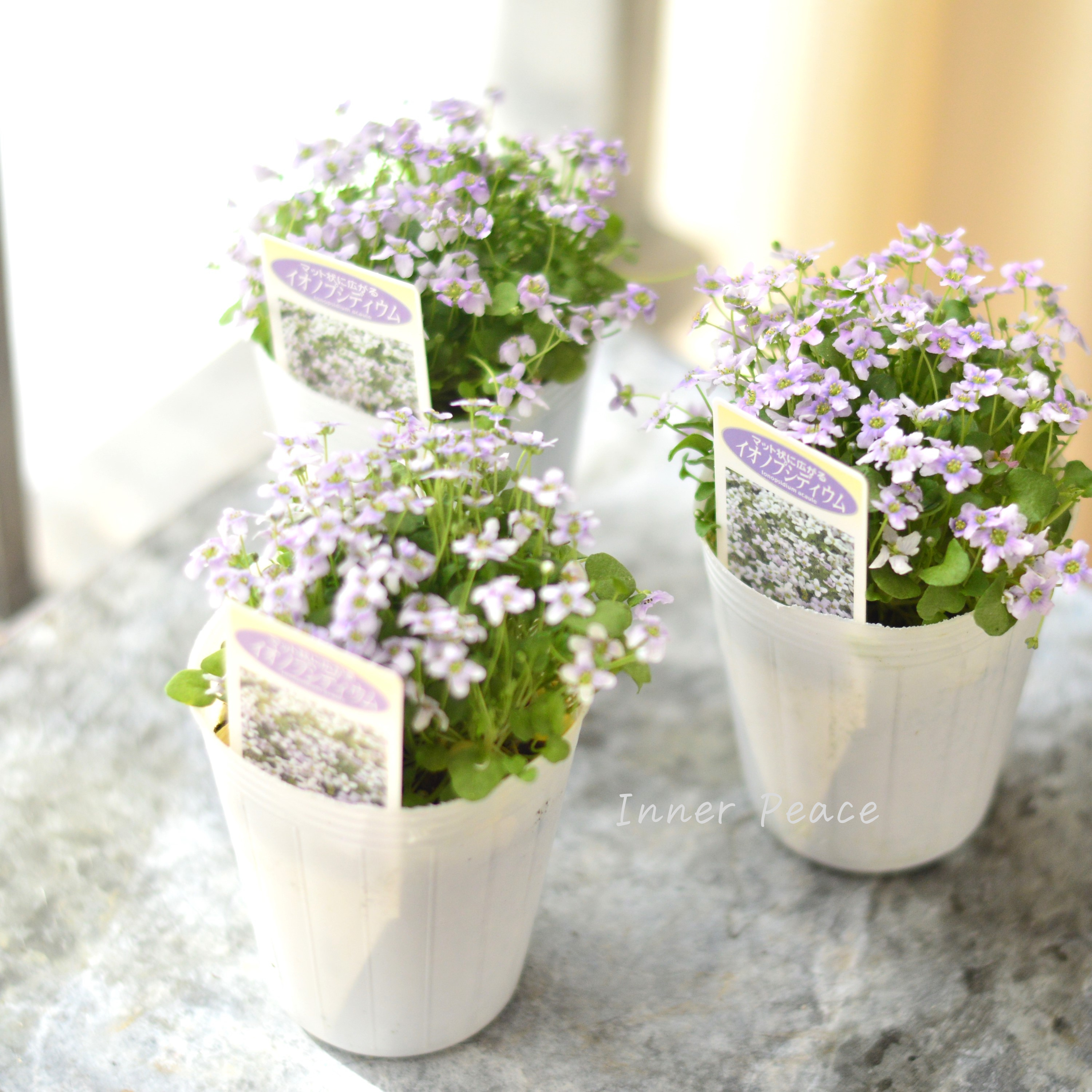 【かわいい】 イオノプシディウム 2.5寸POT