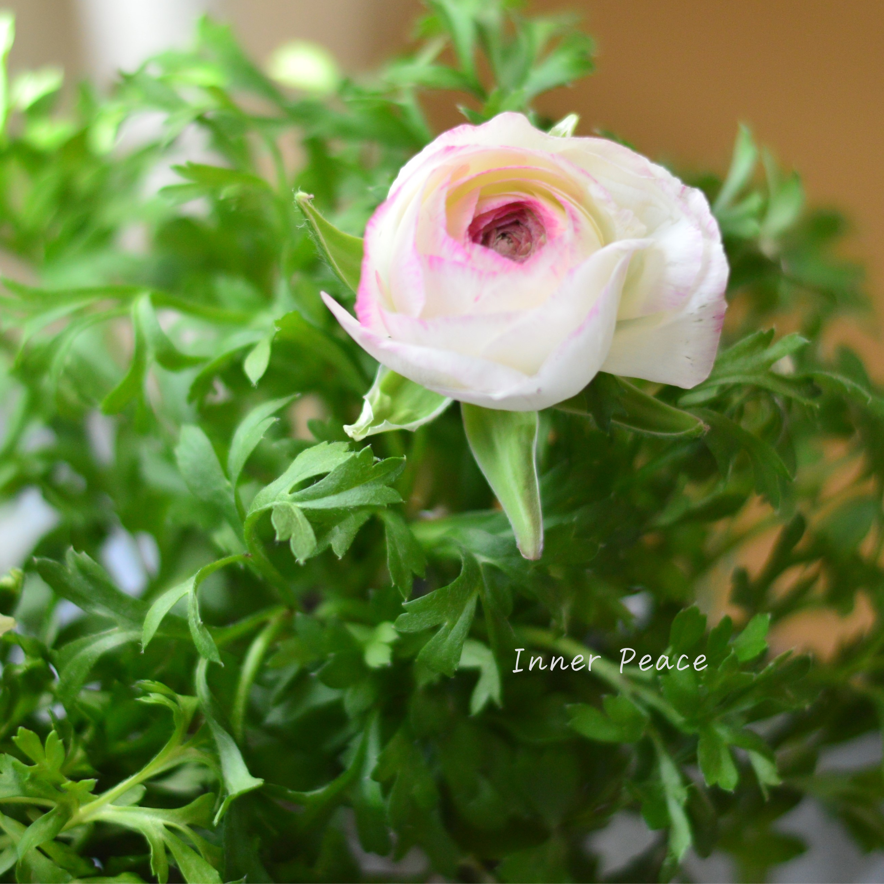 【かわいい】 ラナンキュラス 『スプリンクル・ピンクバイカラー』 3.5寸POT