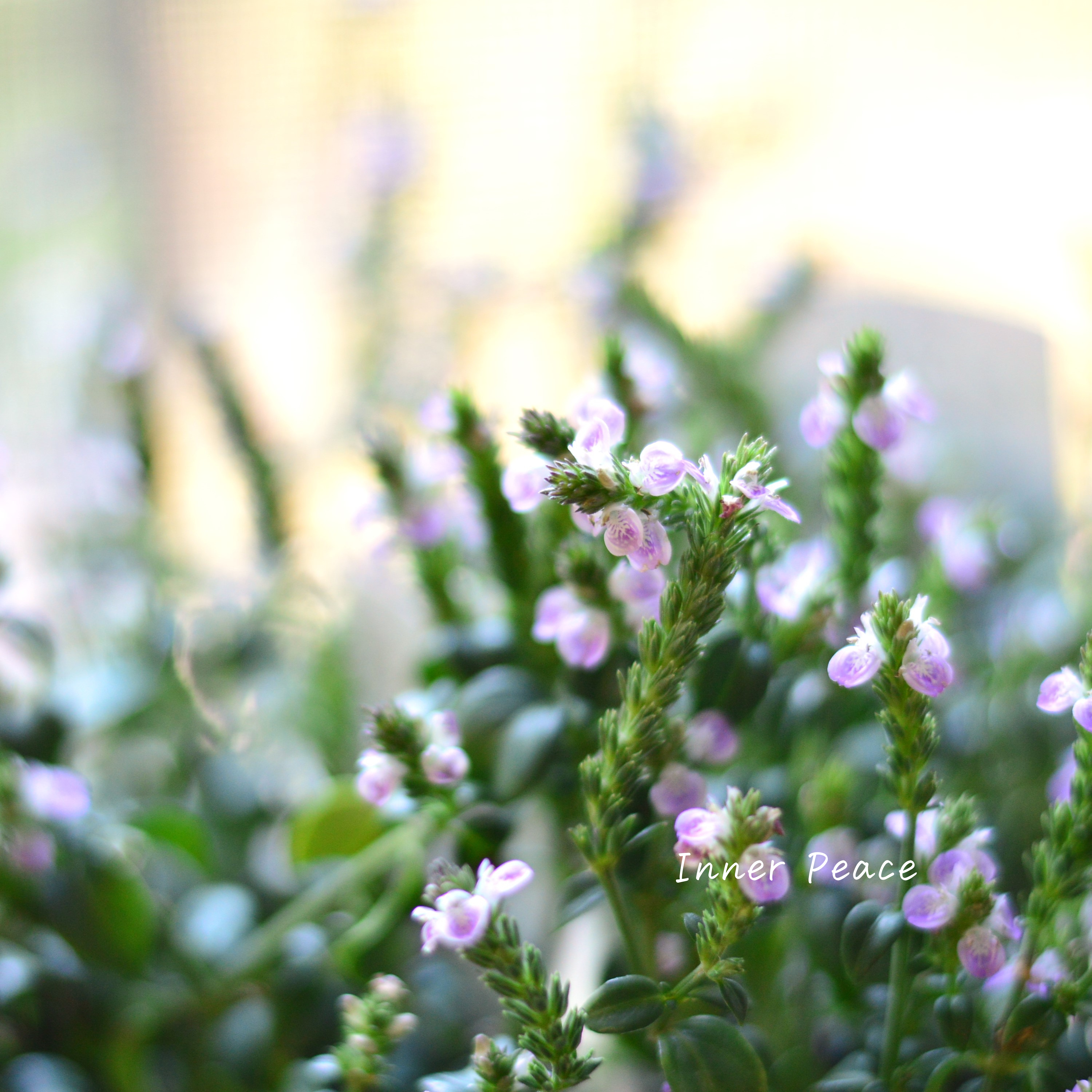 【かわいい】 ピンクネックレス (キツネノマゴ) 3寸POT