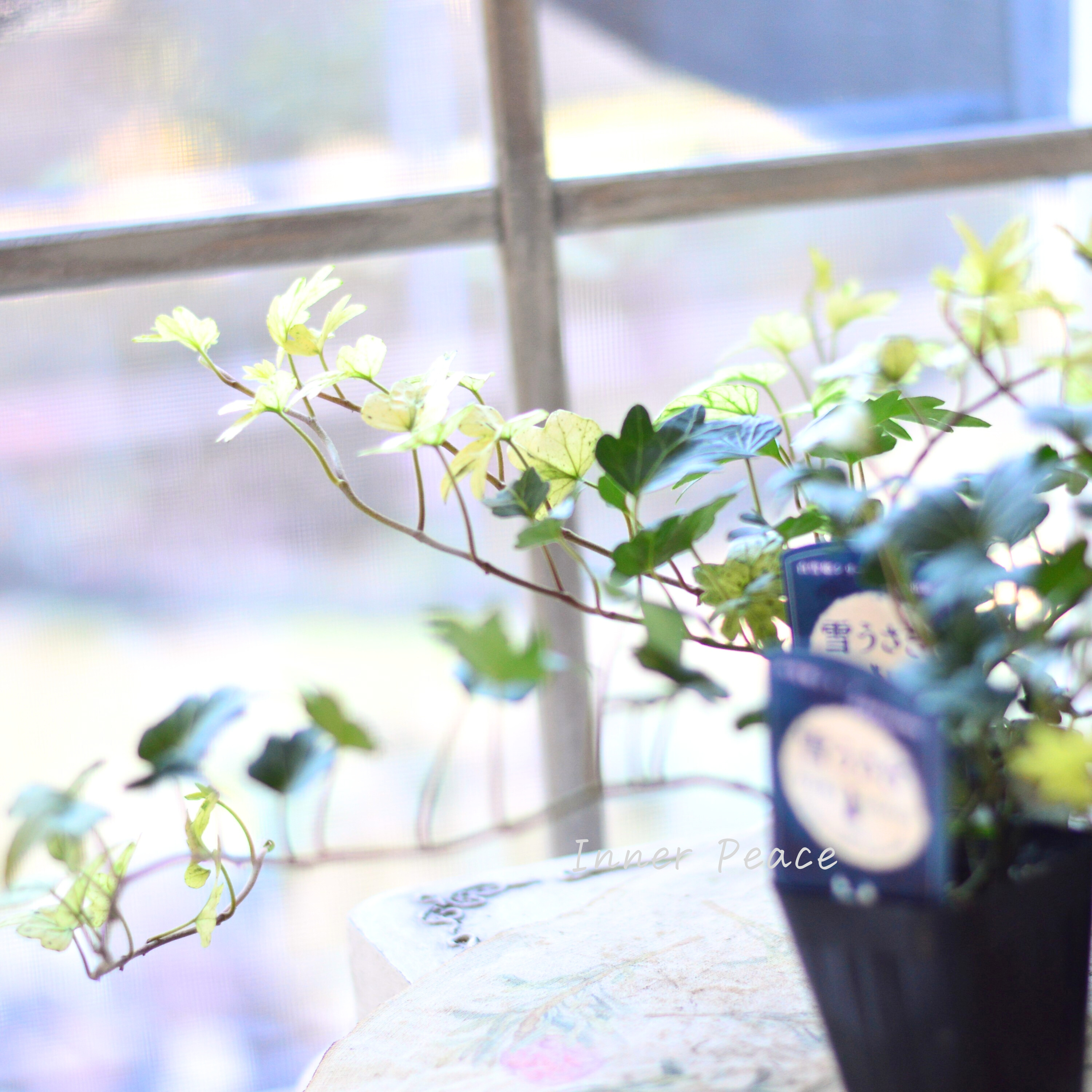 【希少】 ヘデラ 『雪うさぎ』 2.5寸~3寸POT