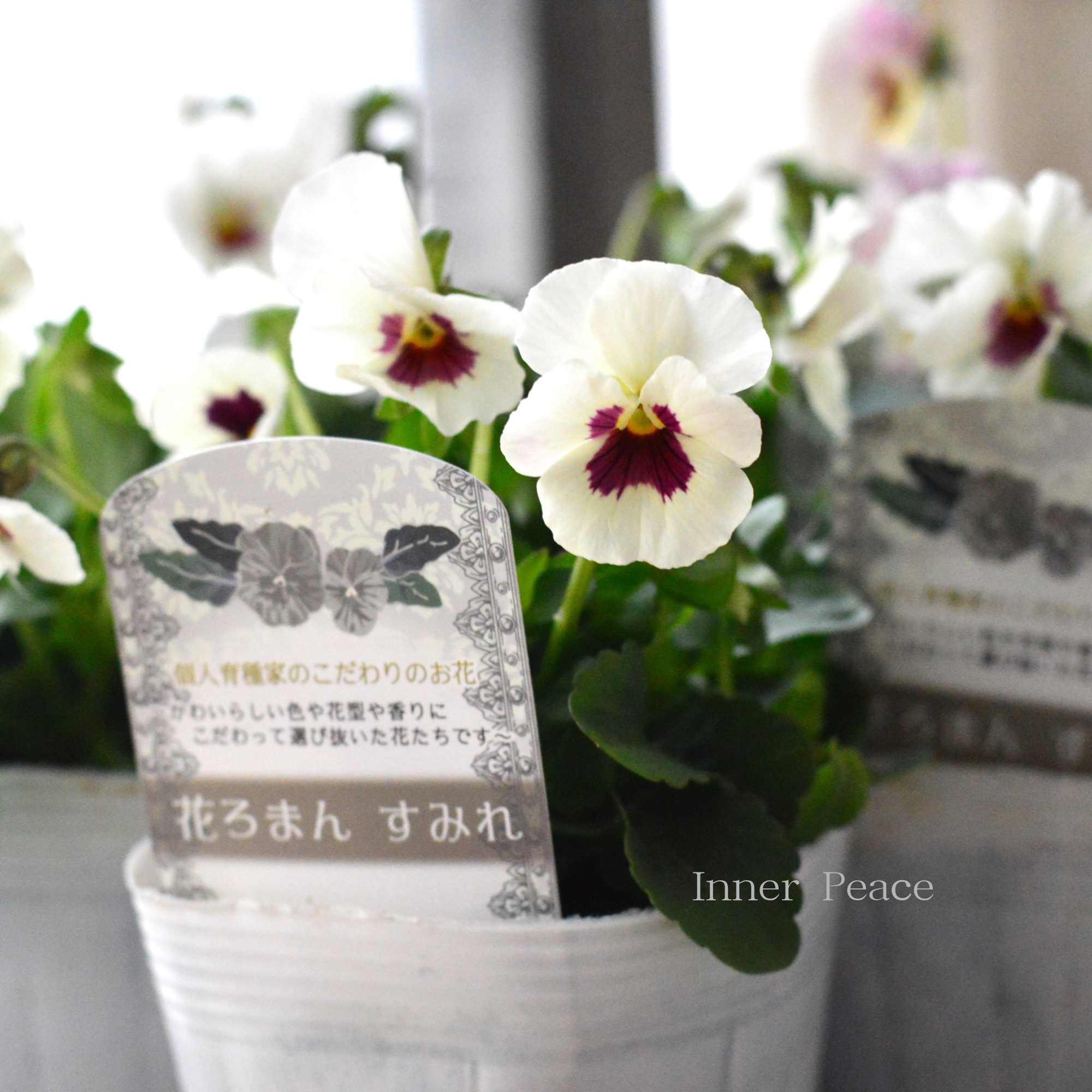 【かわいい】 パンジー すみれ 花ろまん『雪うさぎ』 3.5寸POT