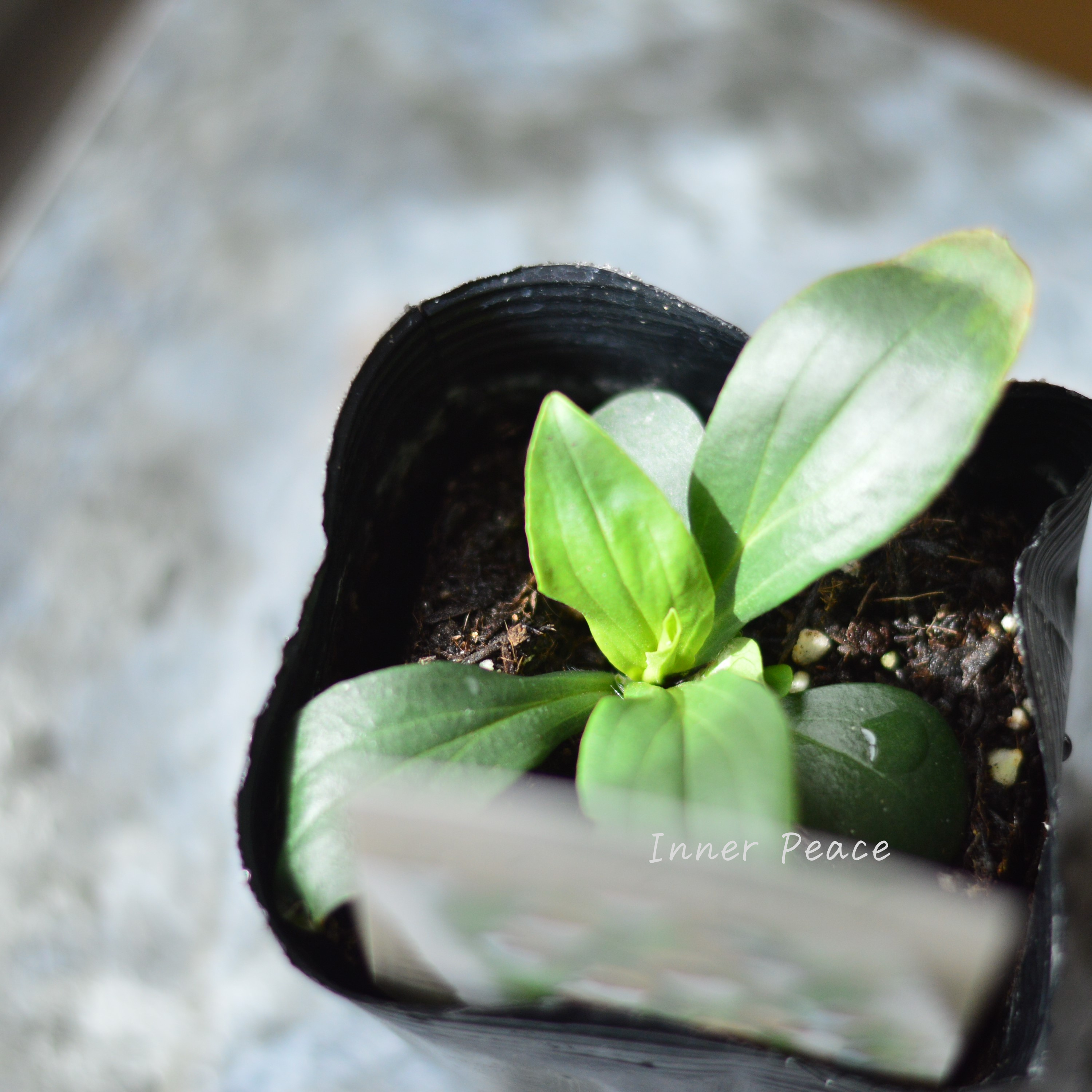 【オシャレ】 ジギタリス 『カフェクリーム』 3.5寸ロングPOT