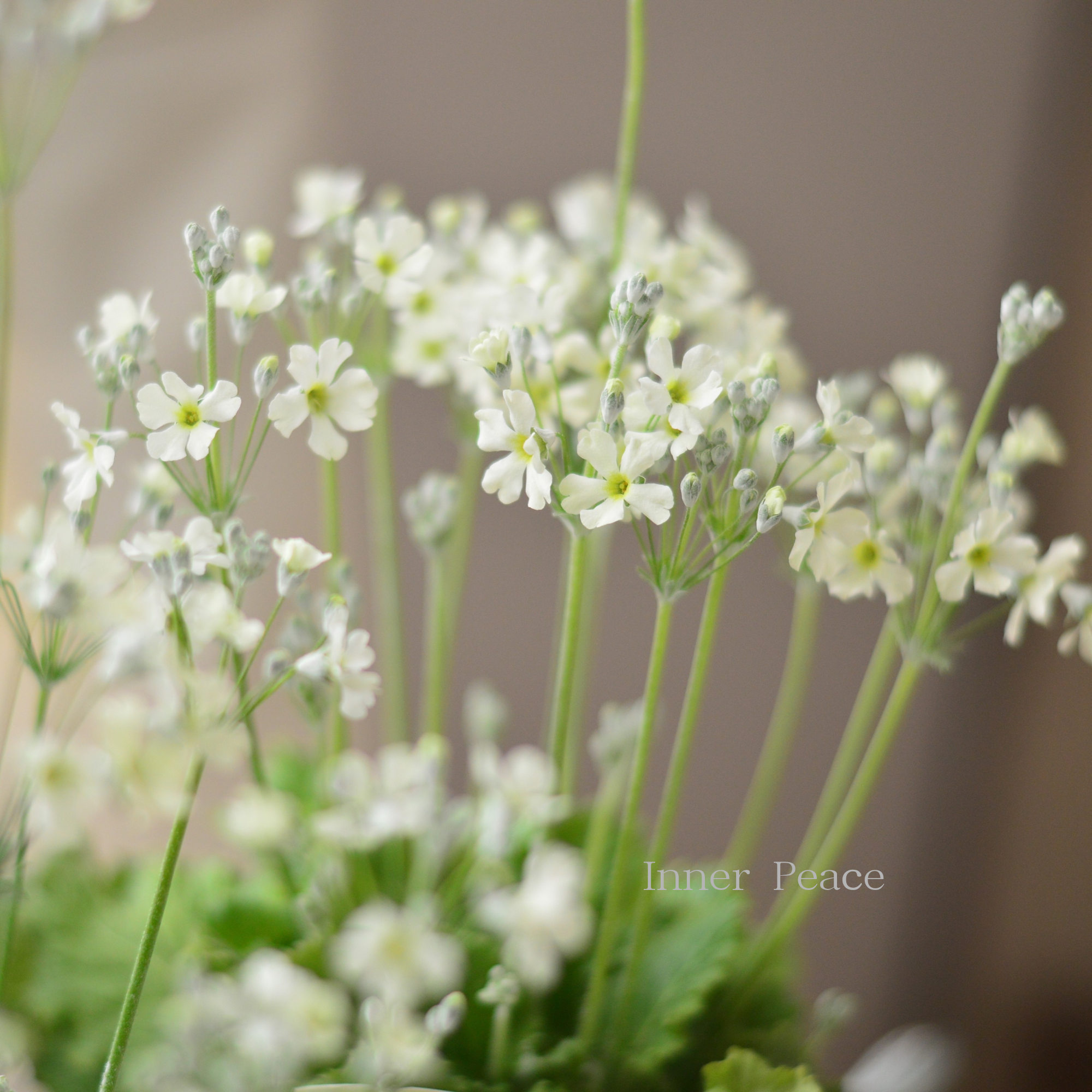 【矢祭園芸さん】 プリムラ マラコイデス 『イーライム 22』 3.5寸POT