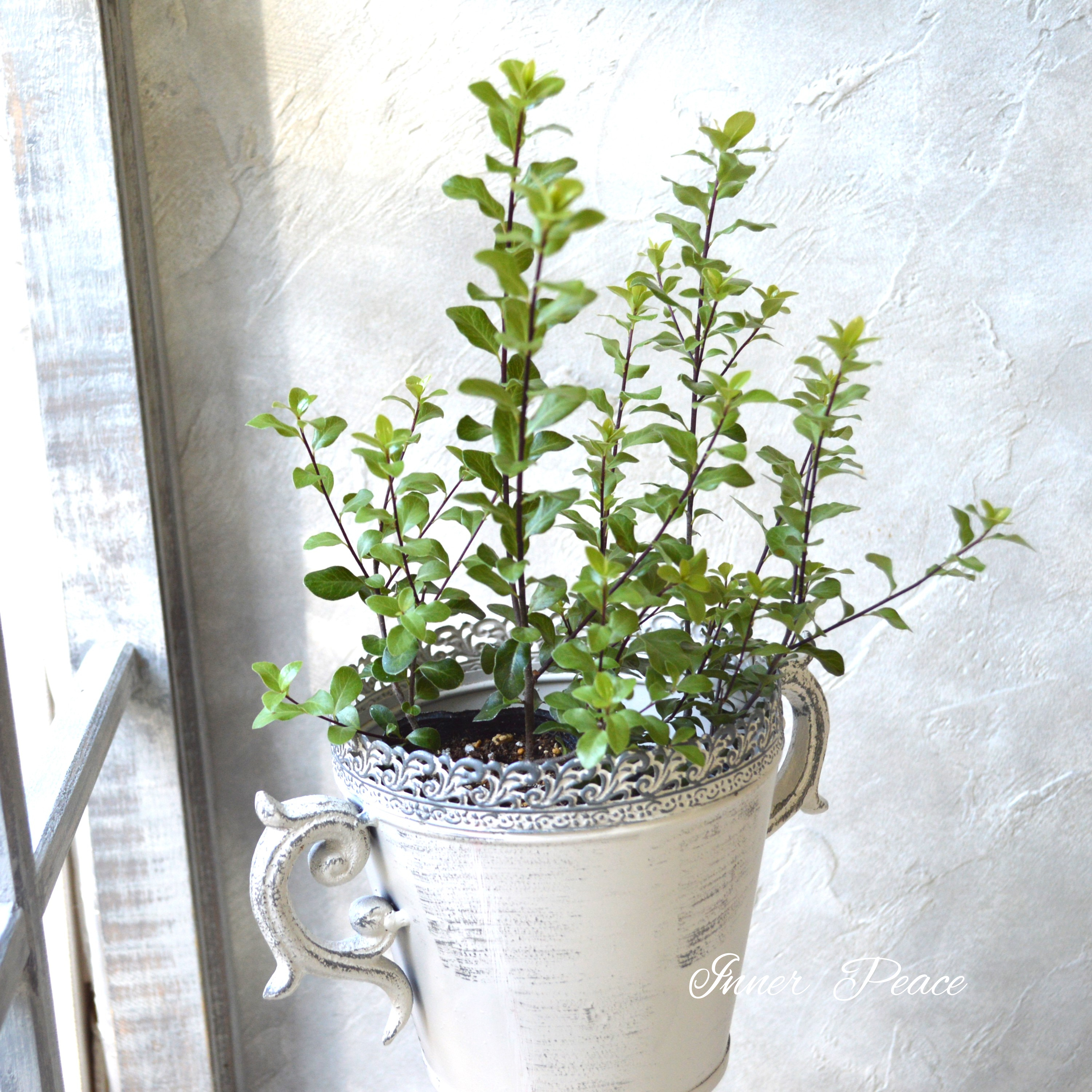 【美しい】 ピットスポルム・シルバーシーン 2.5寸POT