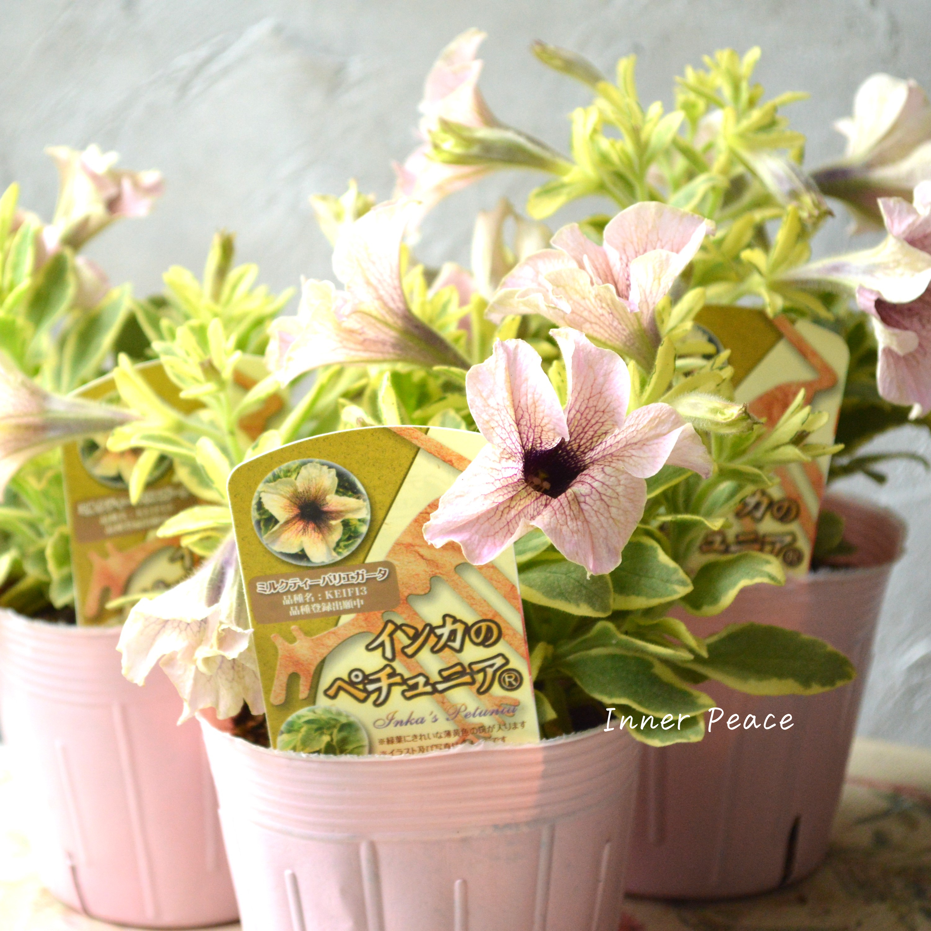 【斑入り】 ペチュニア 『インカのペチュニア・ミルクティーバリエガータ』 3.5寸POT