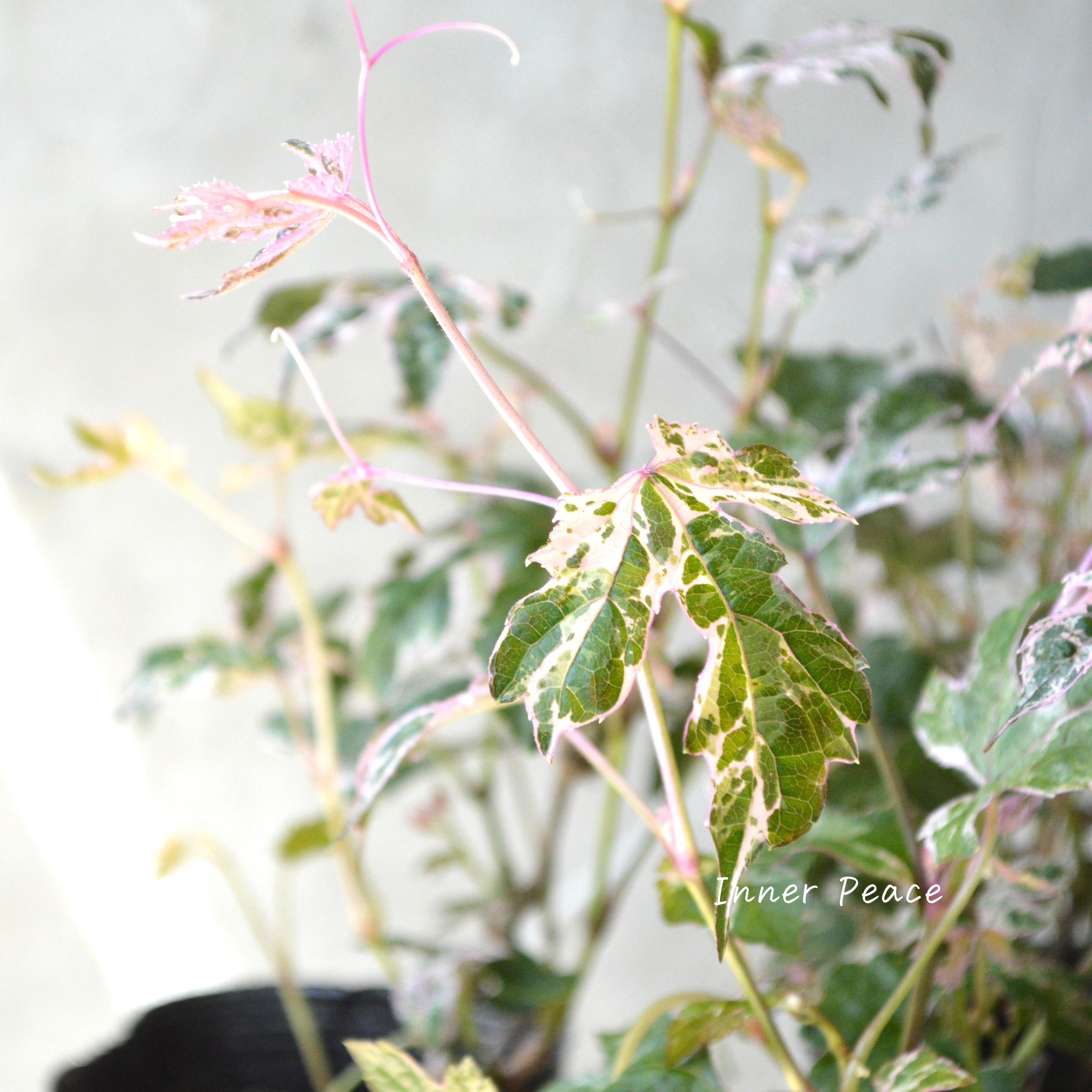 【美しい】 斑入りノブドウ 『エレガンス』 3~3.5寸POT