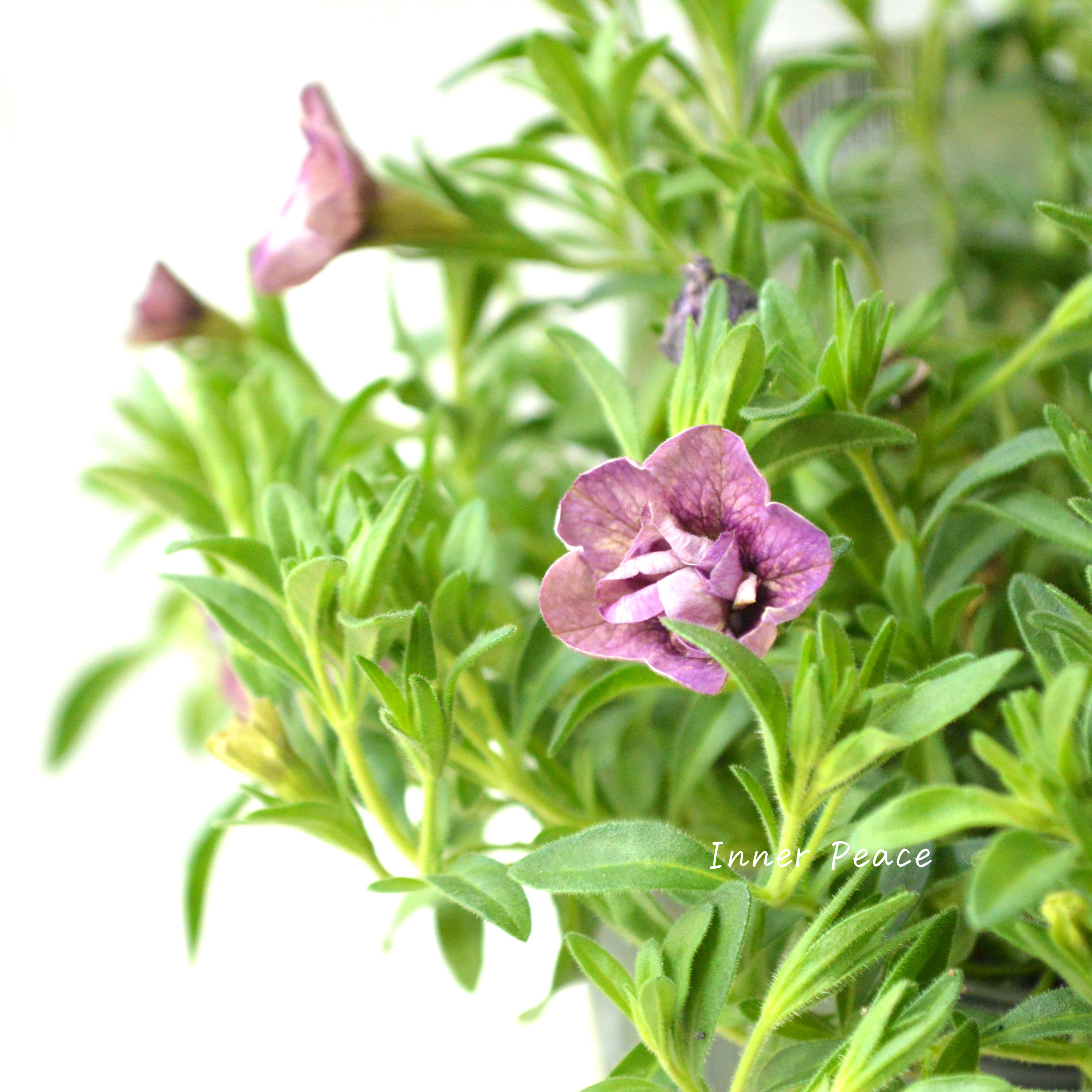 【ゲブラさん】 Sale! カリブラコア 『ブラン』 3.5寸POT