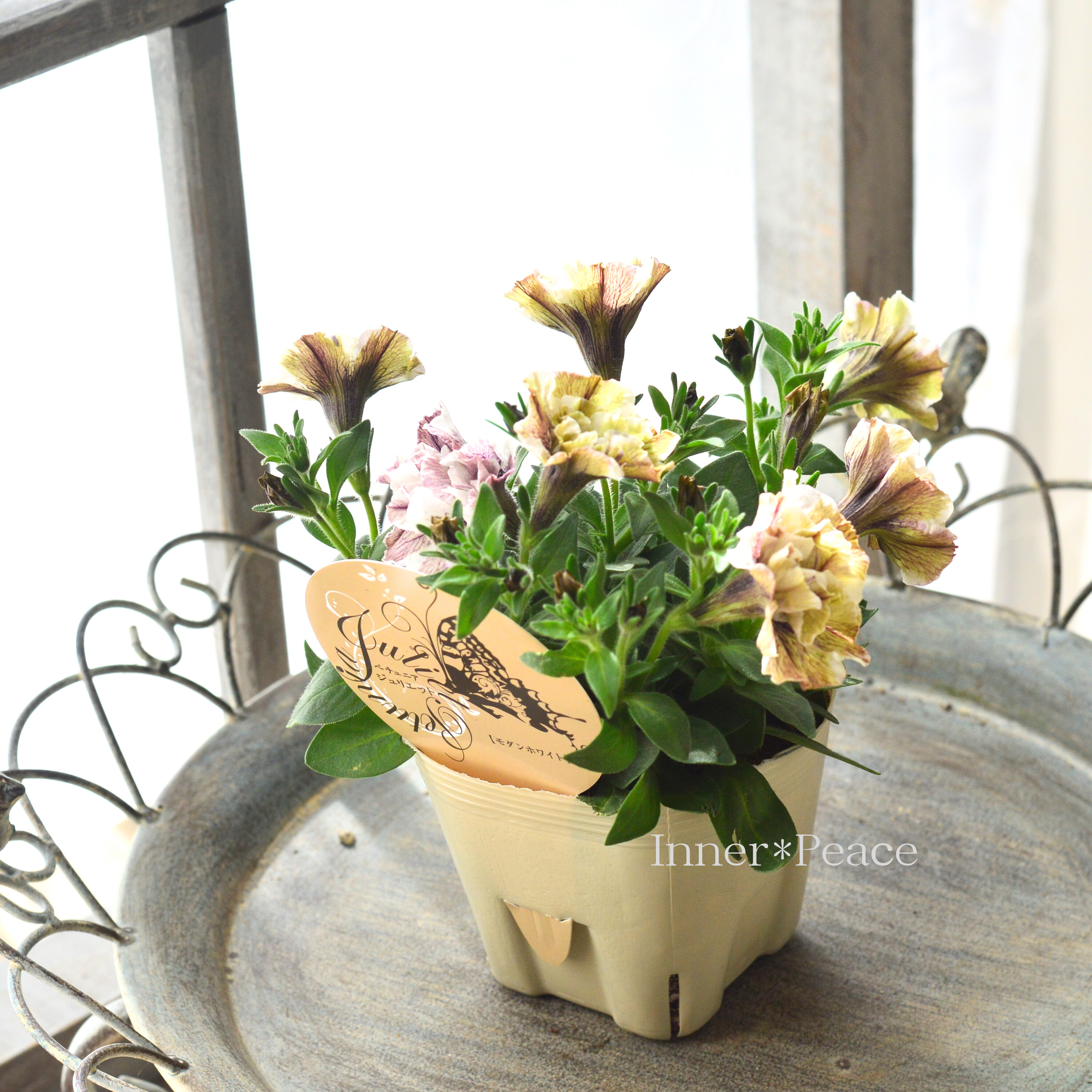 【花芳さんオリジナル】 八重咲きペチュニア 『ジュリエット・モダンホワイト』 3.5寸POT