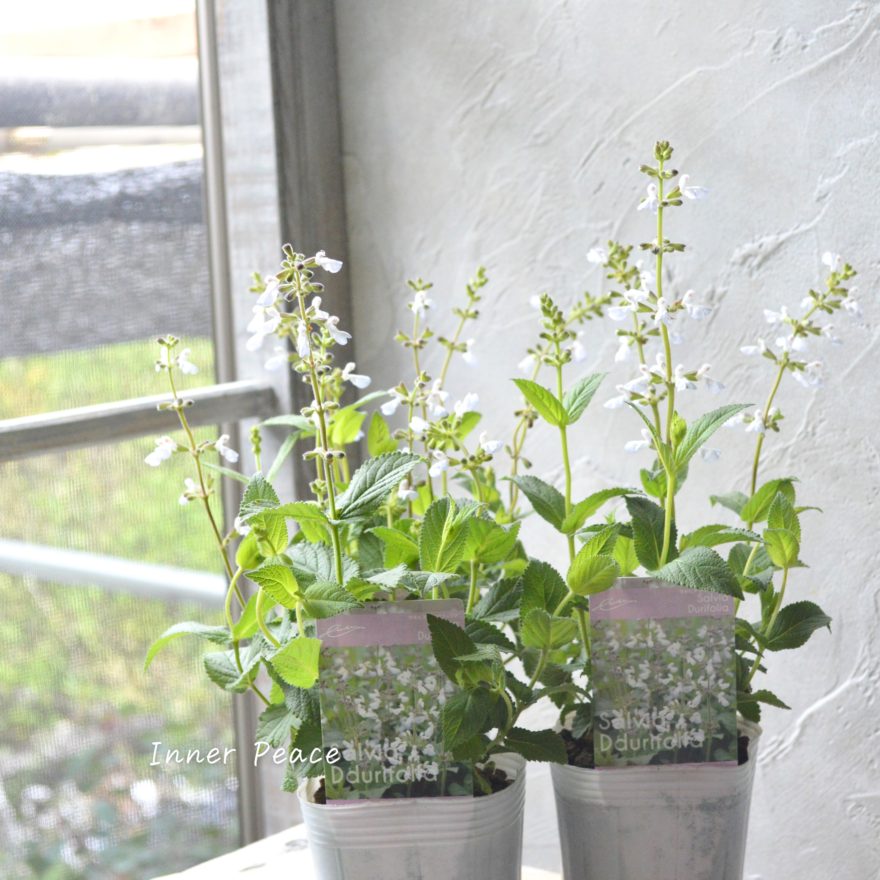 【宿根】 サルビア 『ドゥリフォリア』 3寸ロングPOT