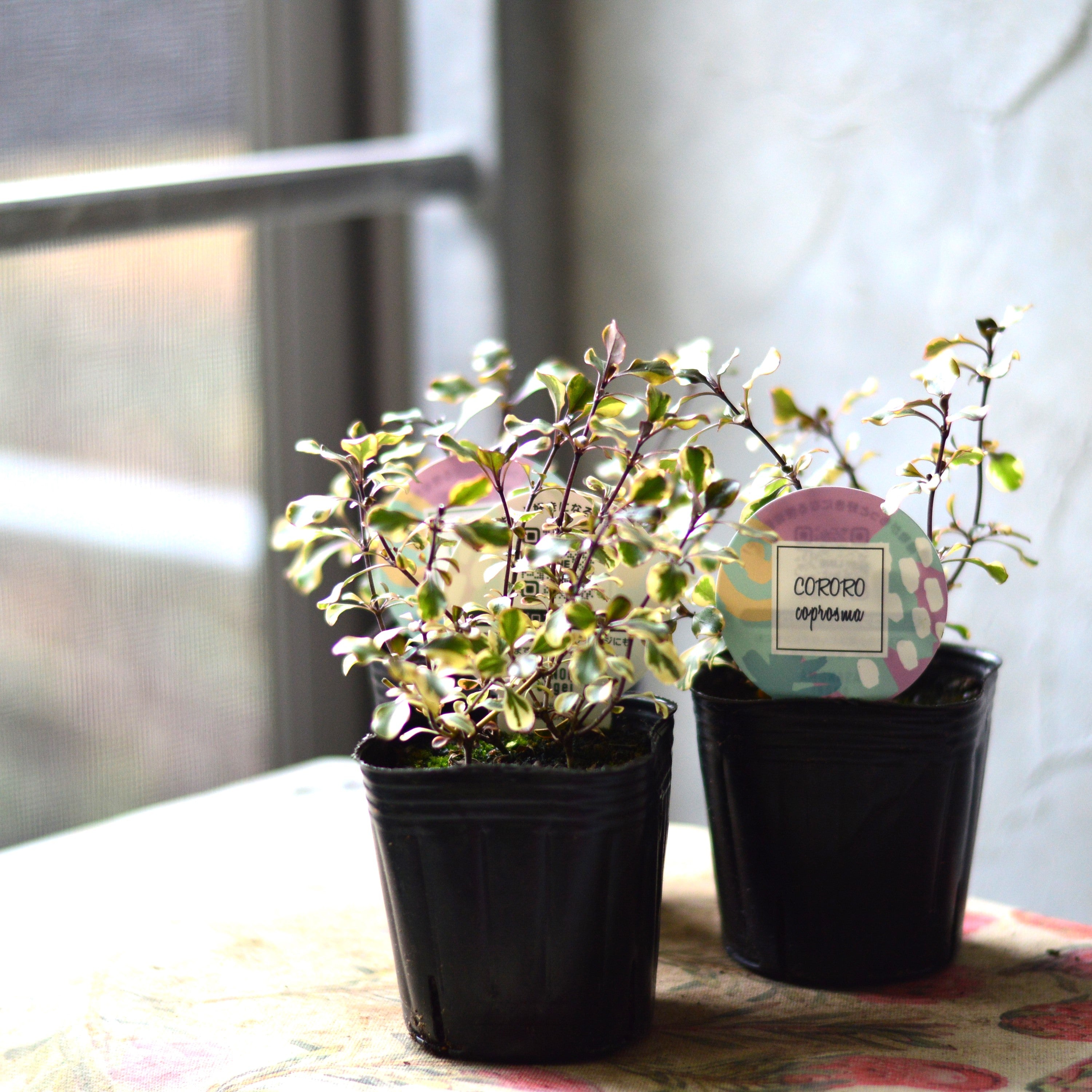 【2分割できる】 コプロスマ 『コロロ』 3寸POT