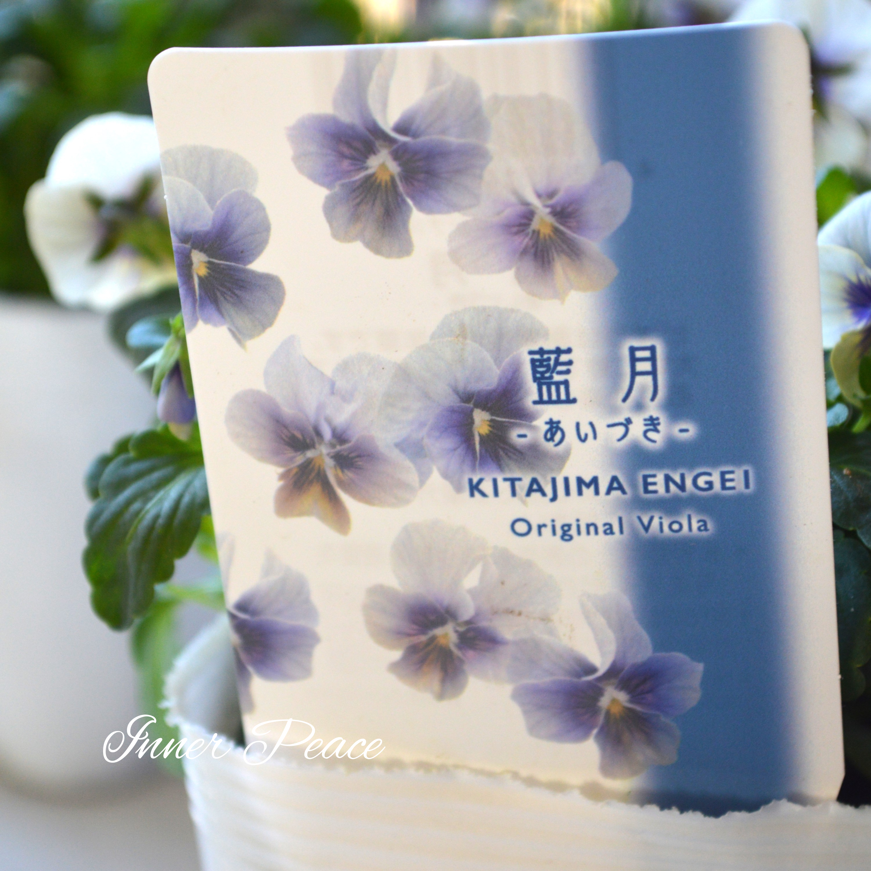 【希少】 北島園芸さんのビオラ 『藍月』 3.5寸POT