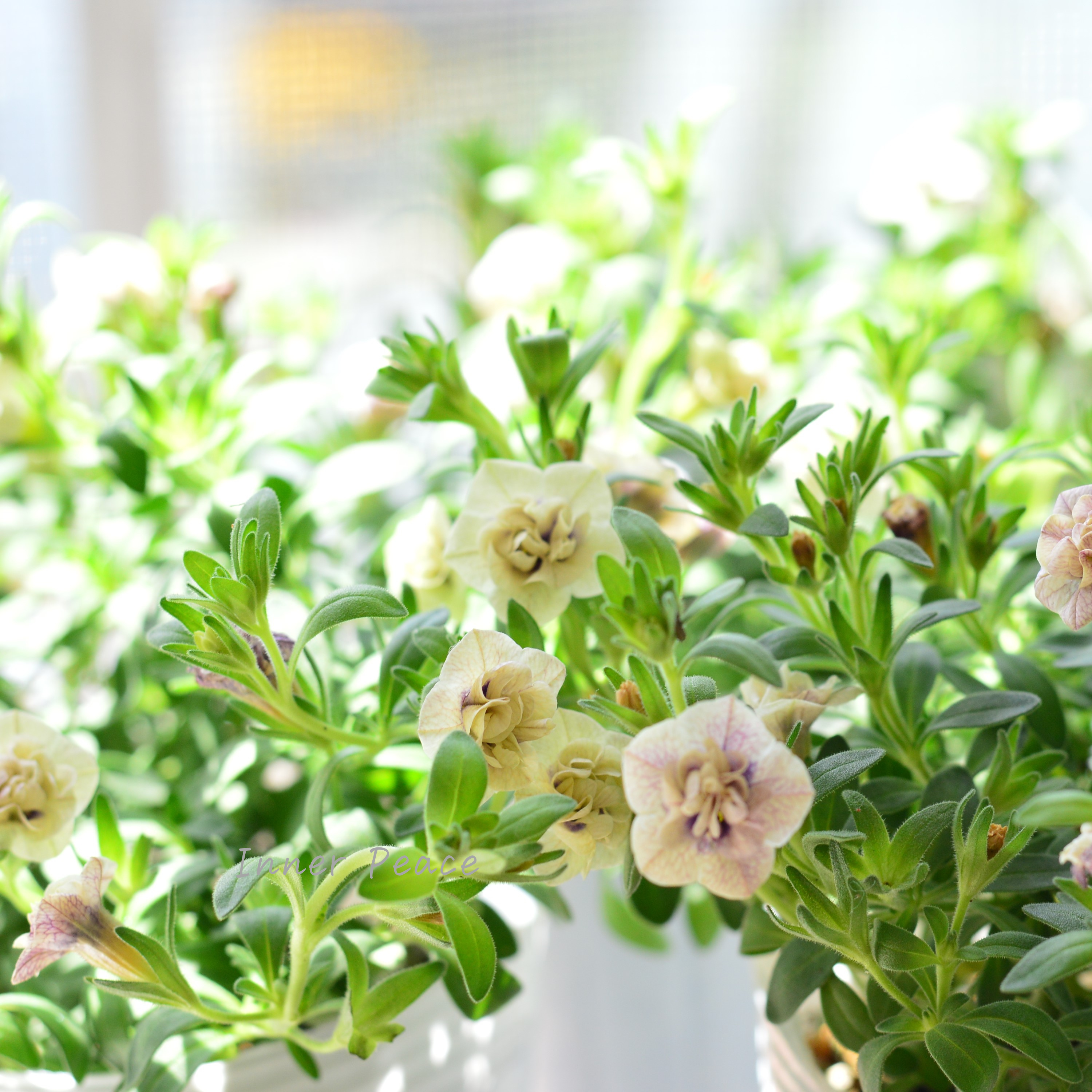 【希少】ナラフラさん カリブラコア 『紫紺のかごめ』 3寸ロングPOT