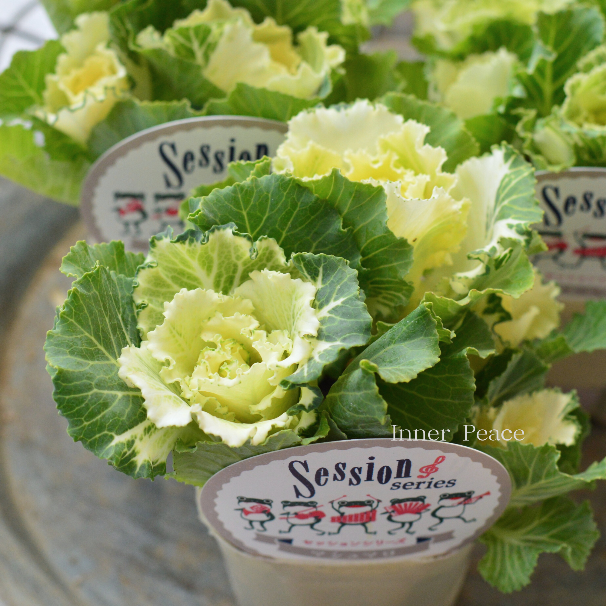 【5本植え】 葉牡丹 『セッション・マシュマロ』 3寸POT