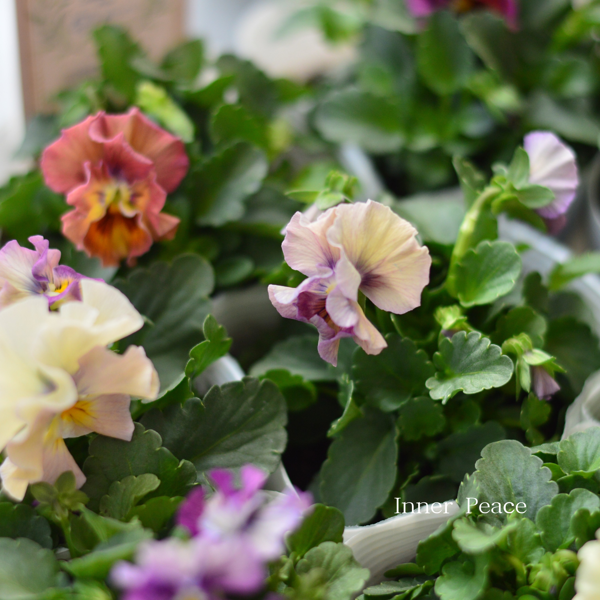 【かわいい】 ビオラ 『アイクルール』 3.5寸POT