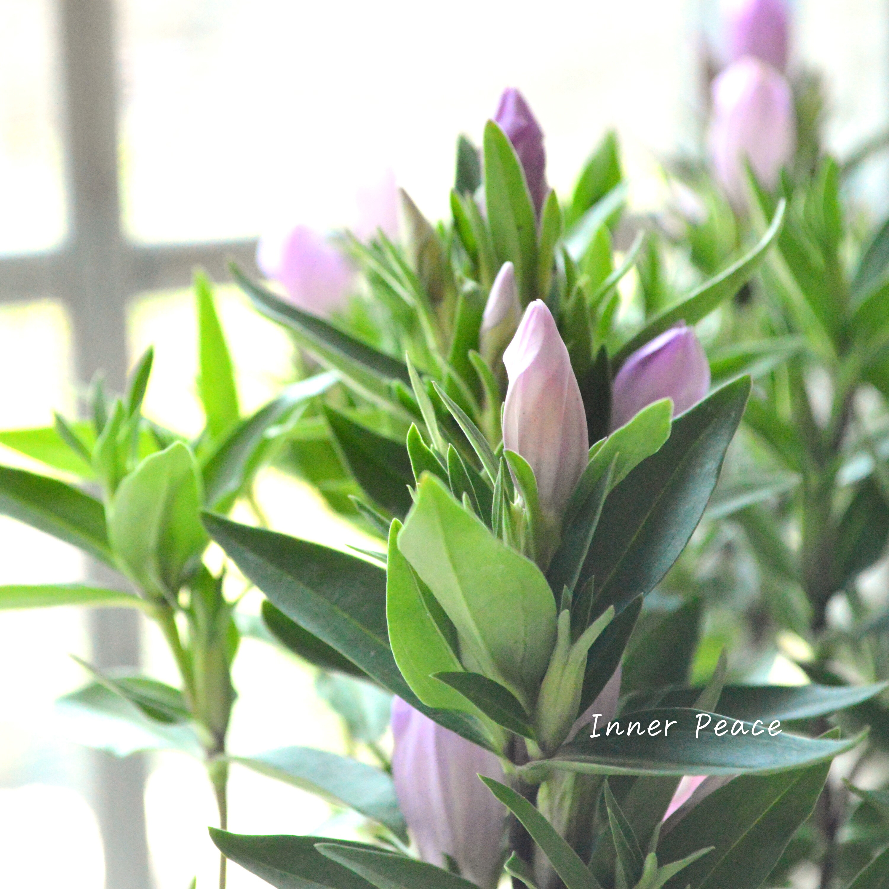 【宿根】 リンドウ 『メルヘンアシロ』 3寸POT