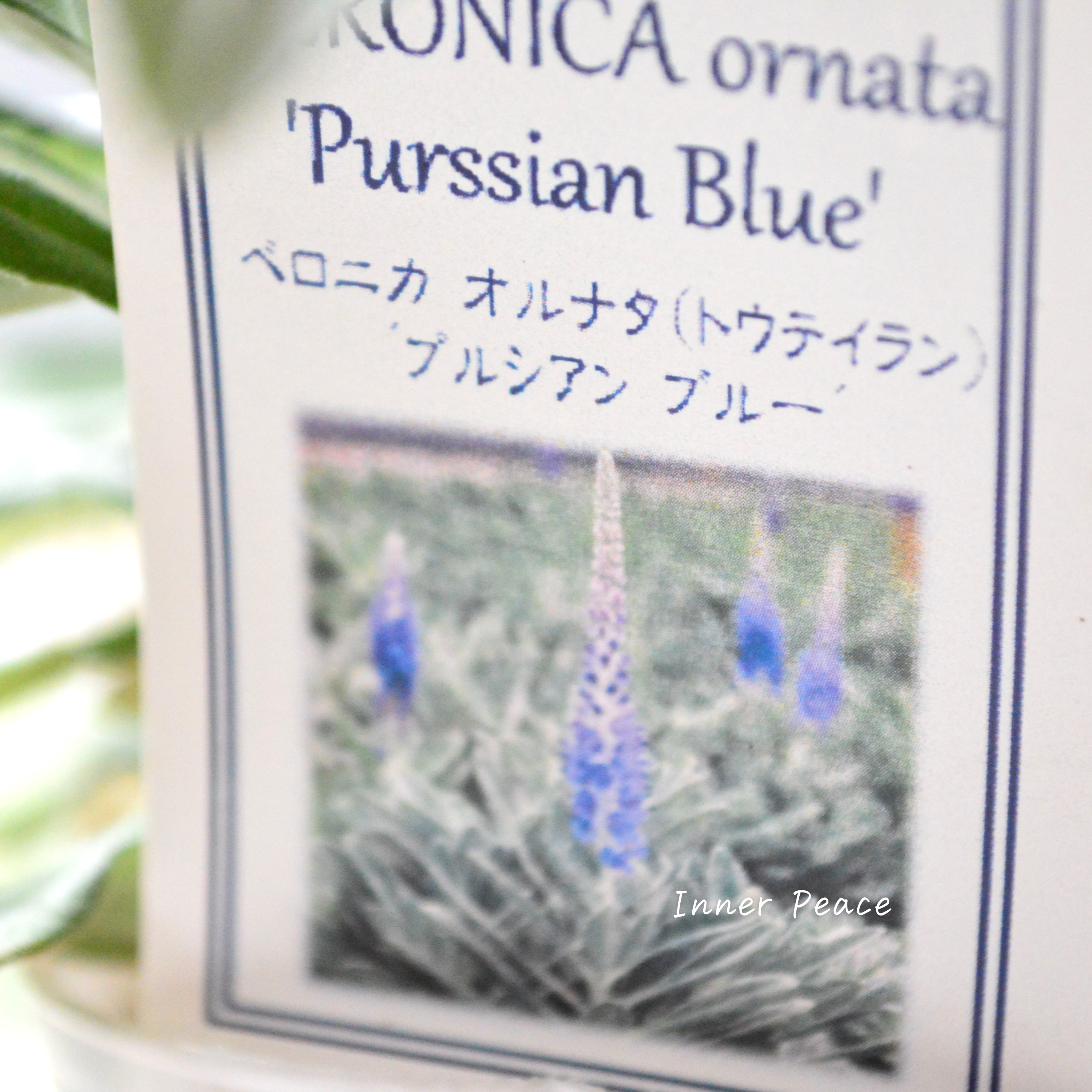 【宿根】 ベロニカ 『オルナタ(トウテイラン)・プルシアンブルー』 3.5寸POT