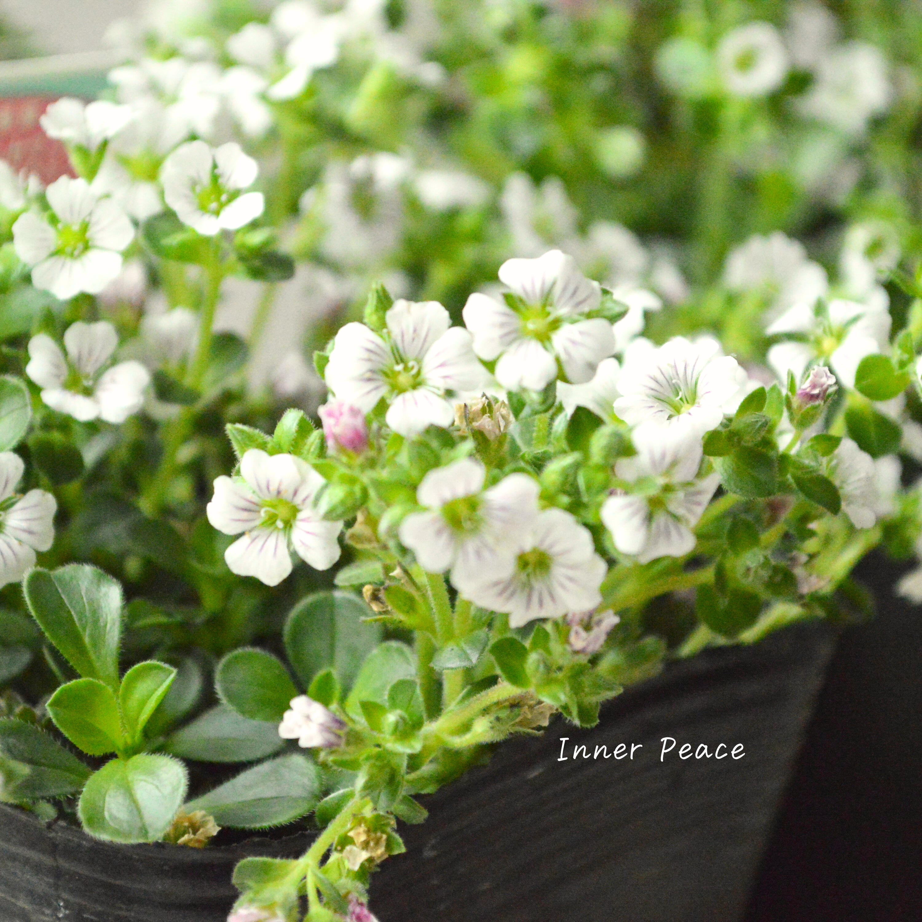 【かわいい】 カーペットカスミソウ(オノエマンテマ) 3.5寸POT