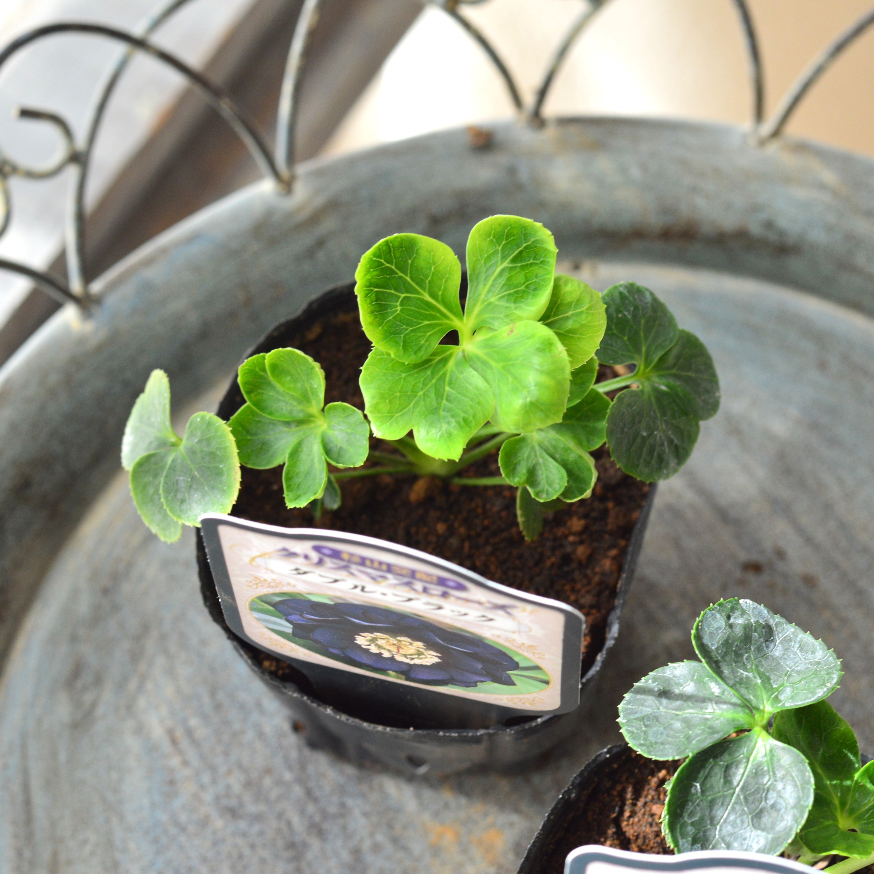 【杉光園芸さん】 クリスマスローズ 『ダブル・ブラック』 3寸POT