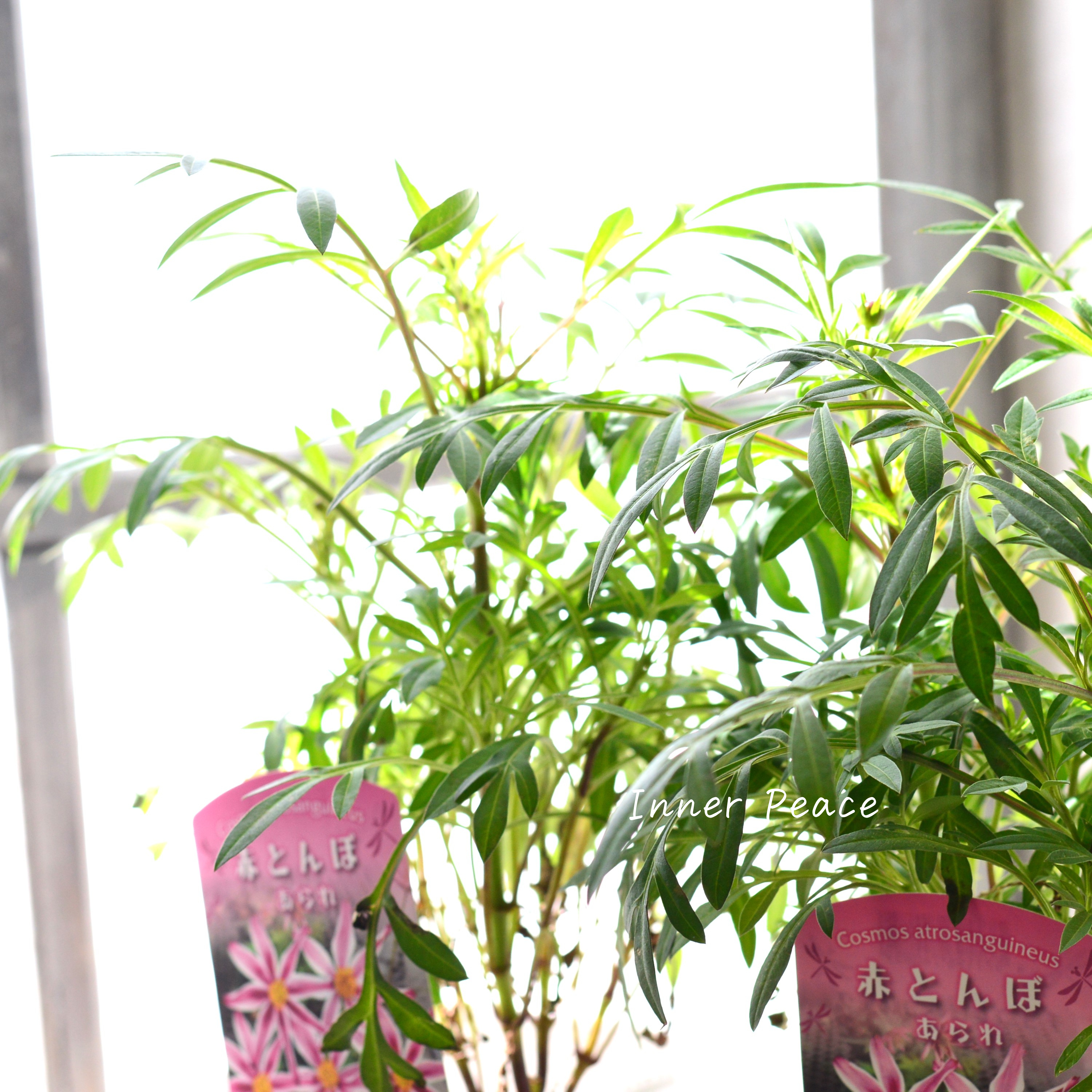 【美しい】 チョコレートコスモス・赤とんぼ 『あられ』 3寸ロングPOT