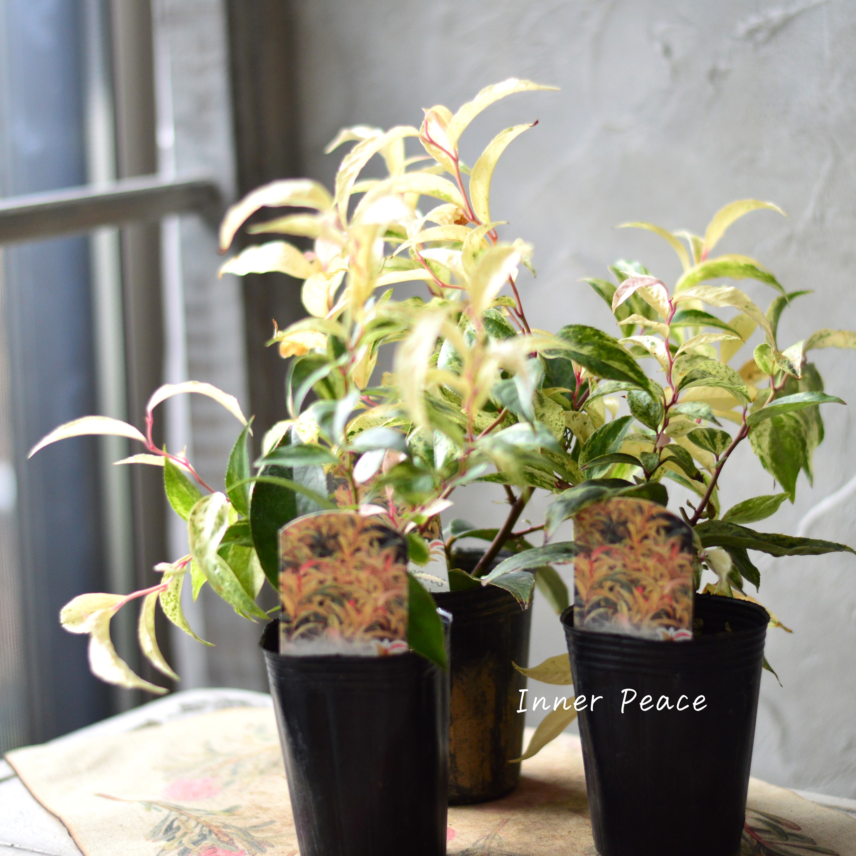 【斑入り】 ルコテー(西洋イワナンテン) 『レインボー』 3寸ロングPOT