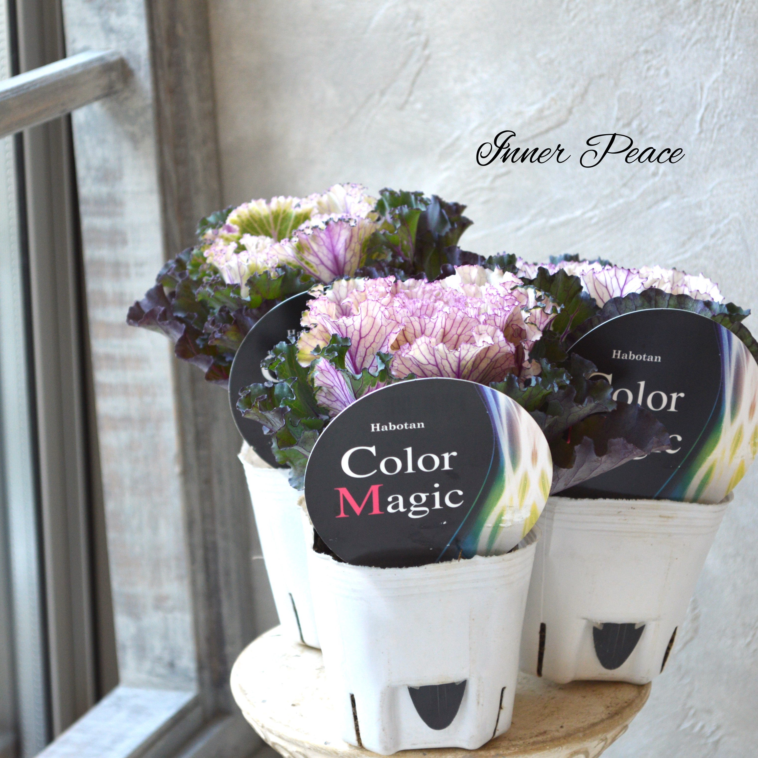 【美しい】 葉牡丹 『カラーマジック』 3寸POT