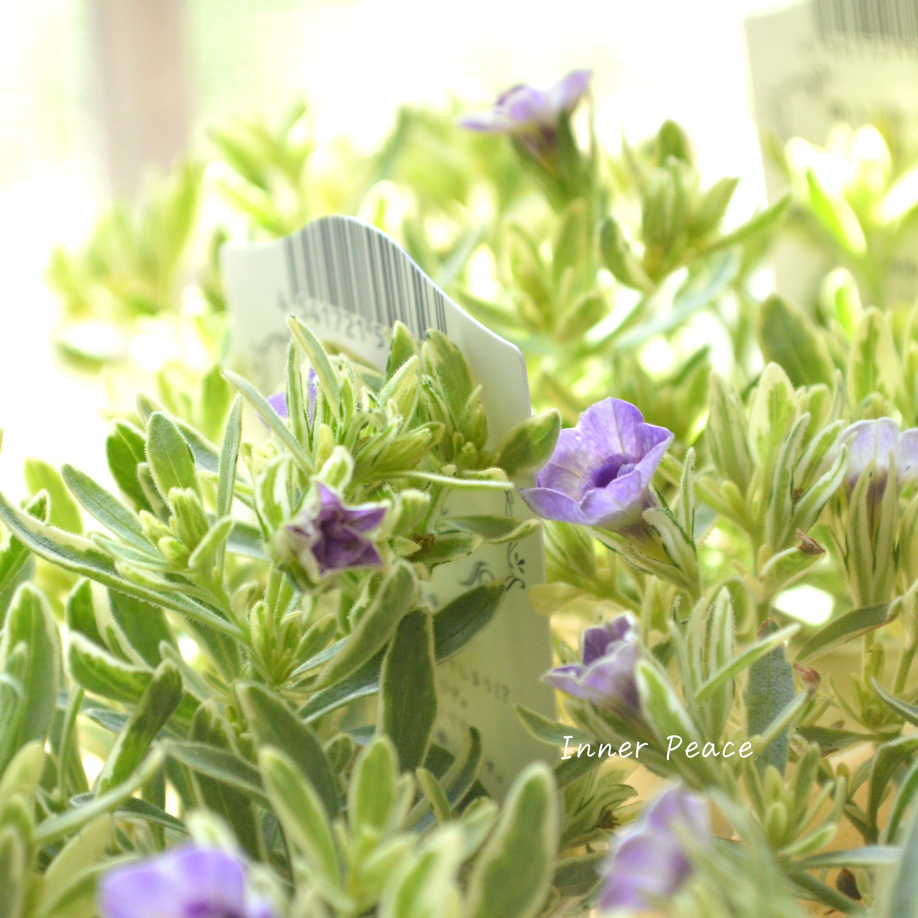 【斑入り】 Sale! カリブラコア 『ボンヌユムール・マジックパープル』 2.5寸POT