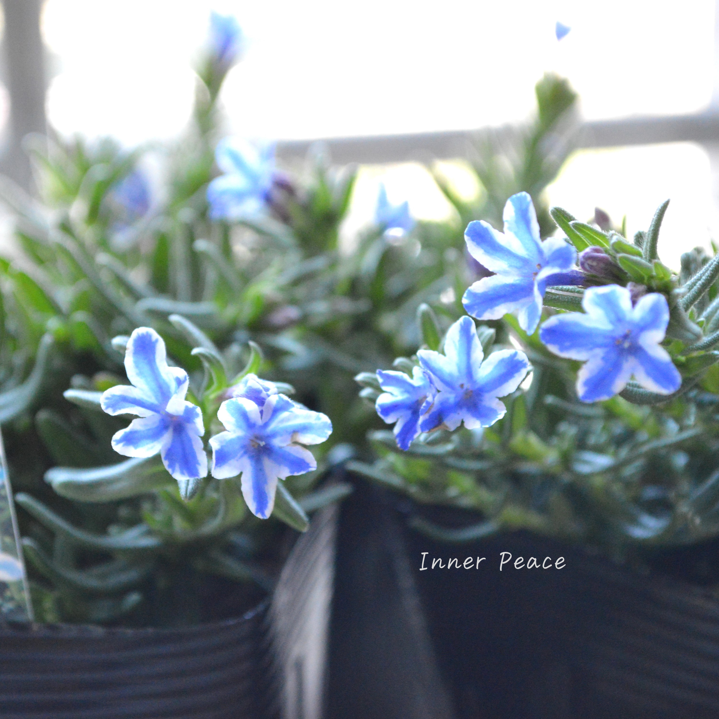 【美しい】 ミヤマホタルカズラ 『リソドラスター』 3.5寸POT