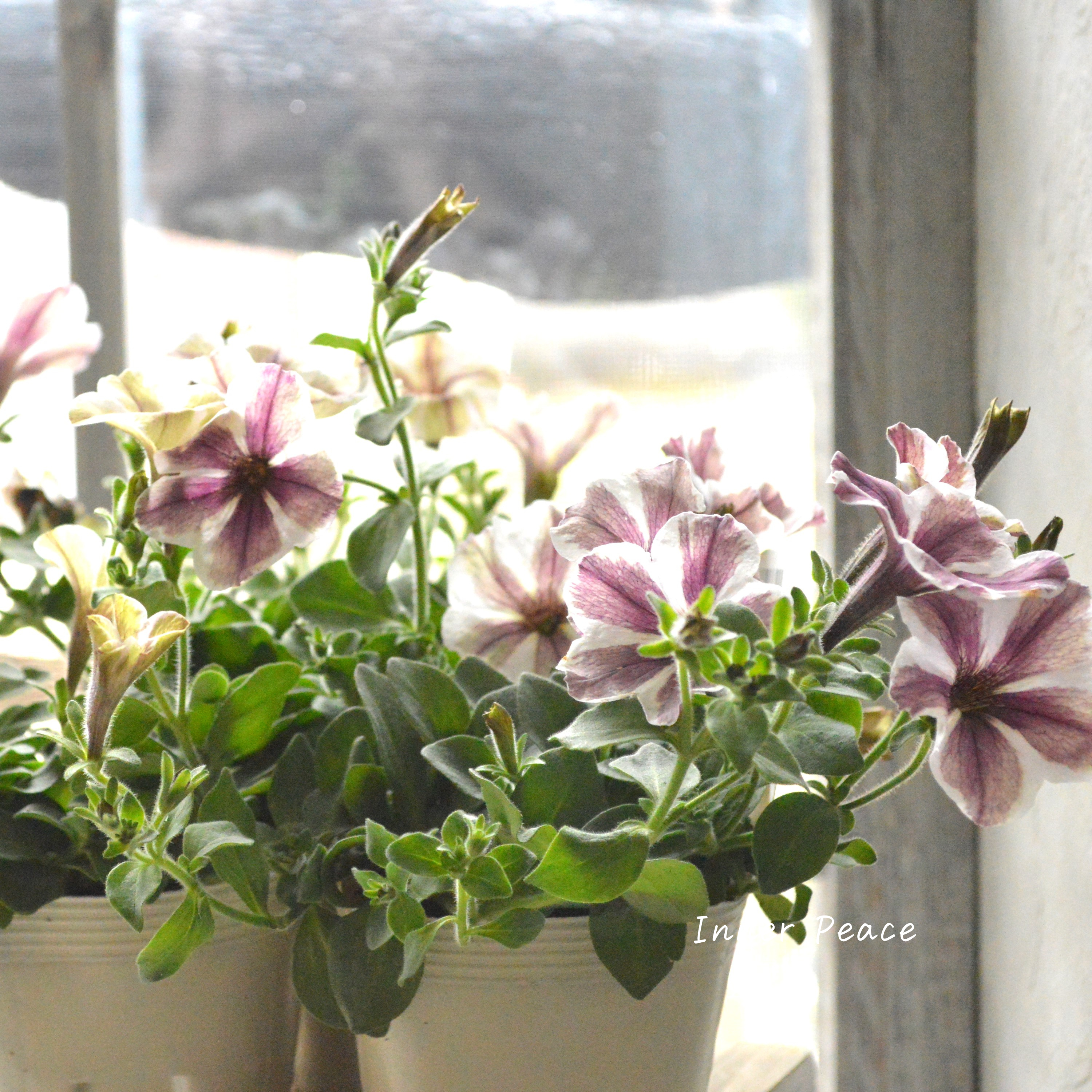 【花芳さんオリジナル】 ペチュニア 『モンローウォーク・ベールヴァルド』 3.5寸POT