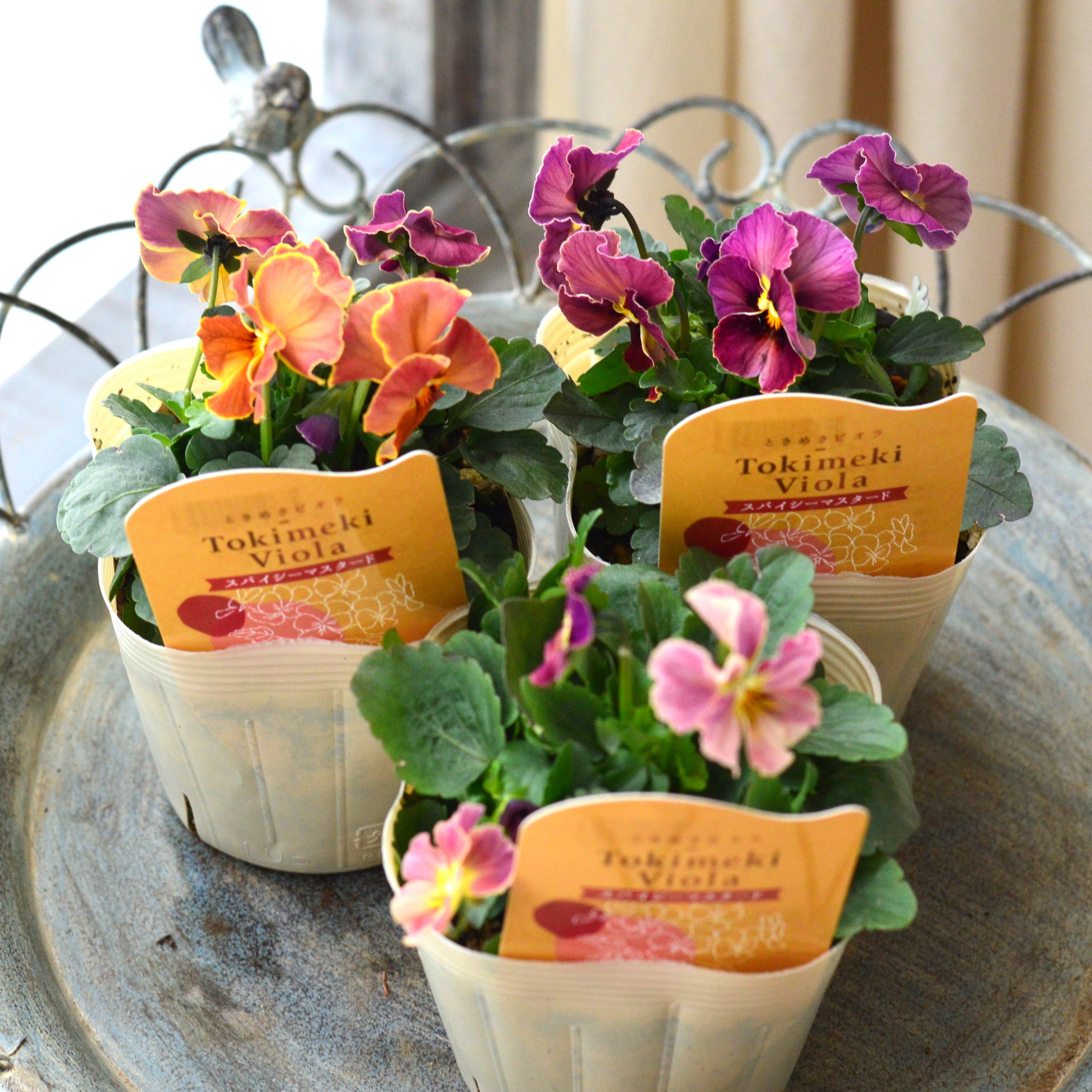 【奥田園芸さん】 ときめきビオラ 『スパイシーマスタード』 3.5寸POT