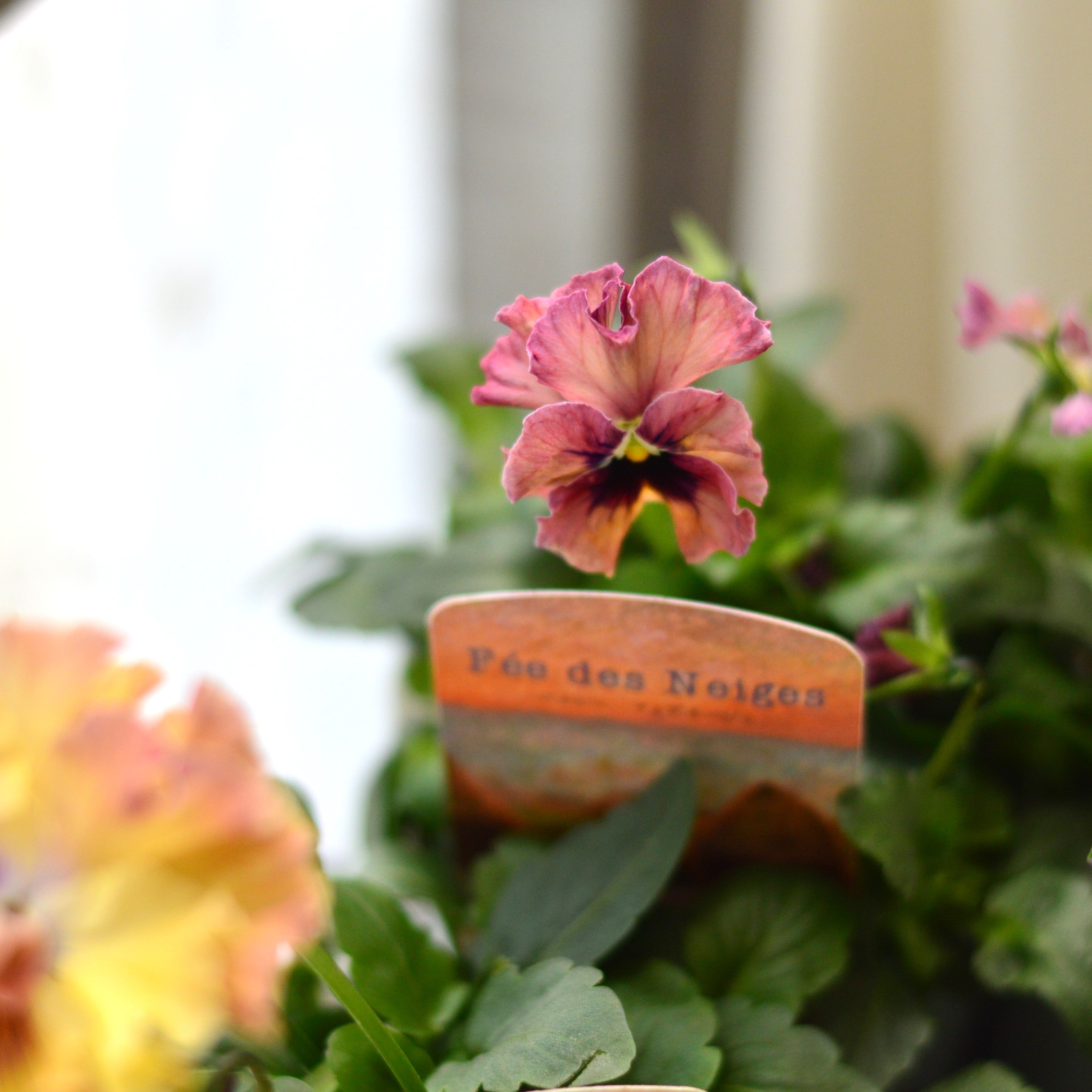 【美しい】 パンジー 『フェデネージュ・モネ 積みわら』 3.5寸POT