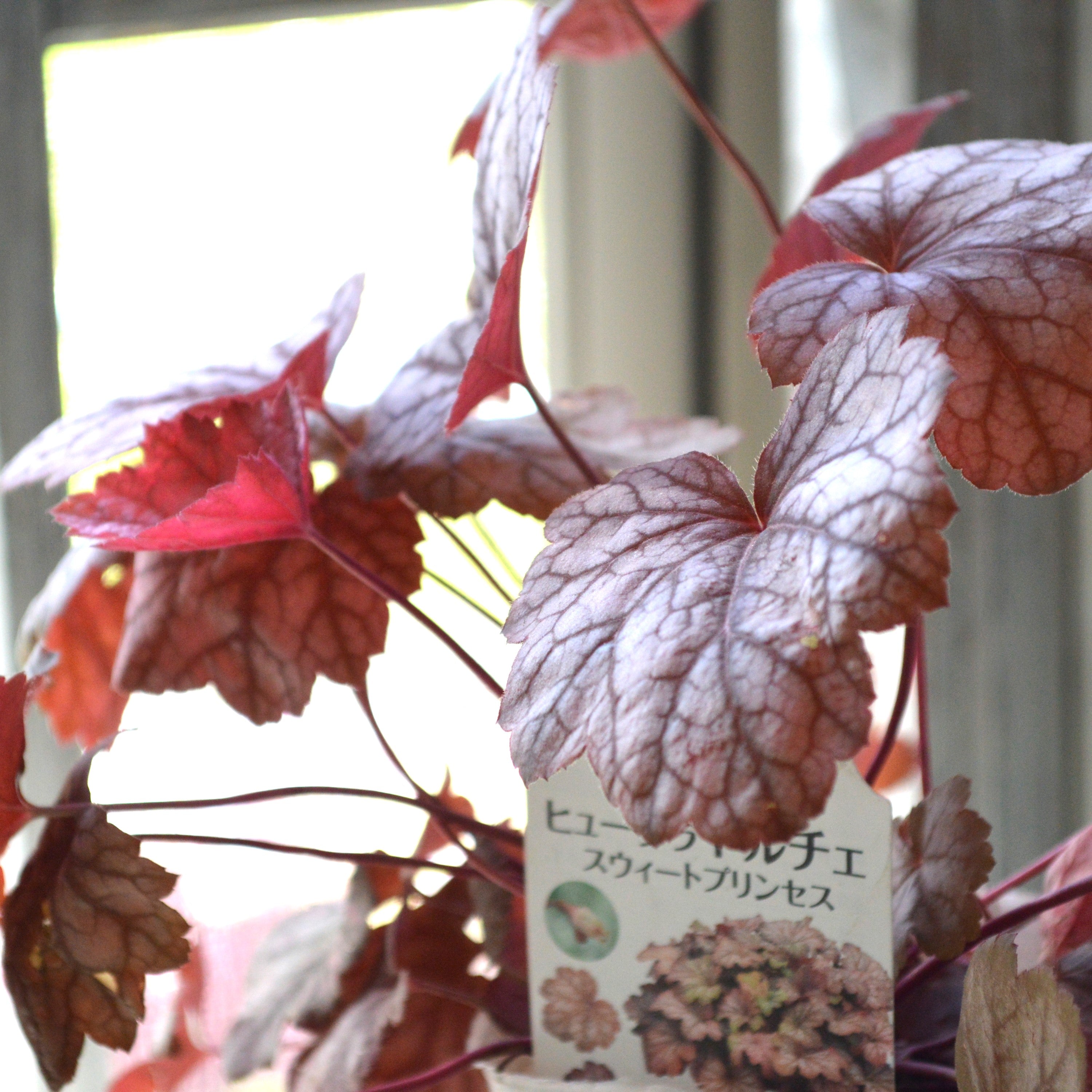 【PW】 ヒューケラ ドルチェ 『スウィートプリンセス』 3寸POT