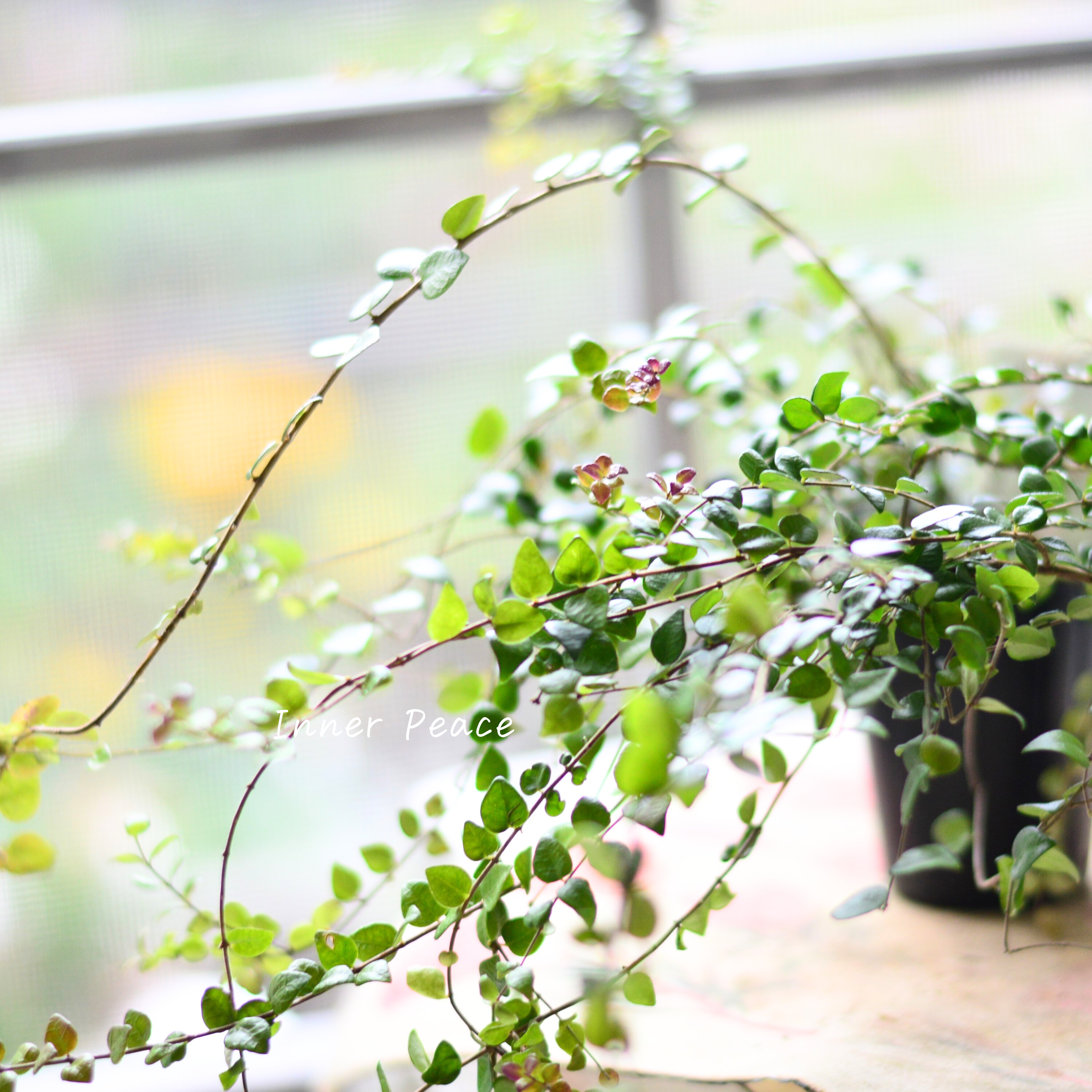 【常緑】 ロニセラ ニティダ 『レッドチップ』 3寸POT