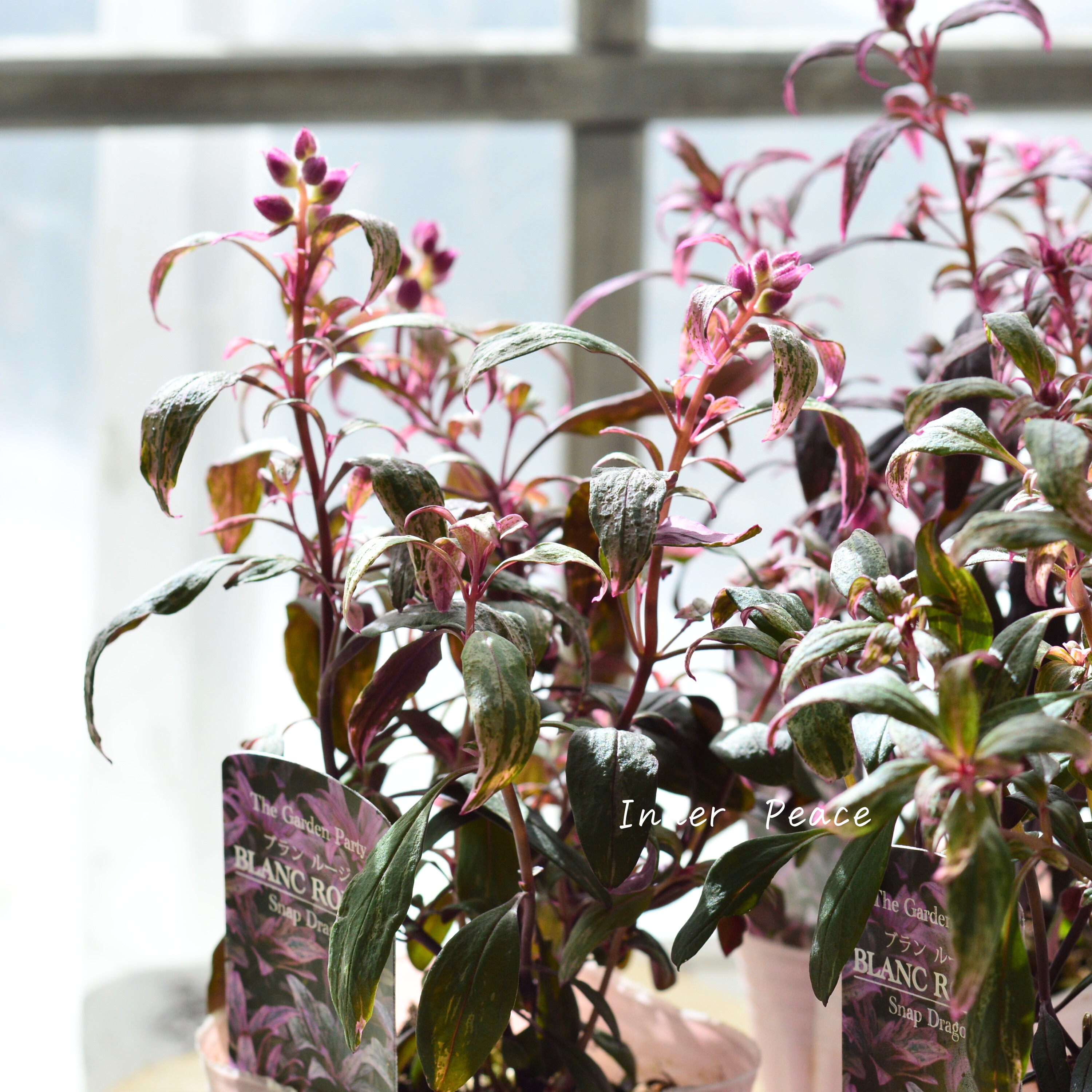 【カラーリーフ】 キンギョソウ 『ブランルージュ』 3寸POT