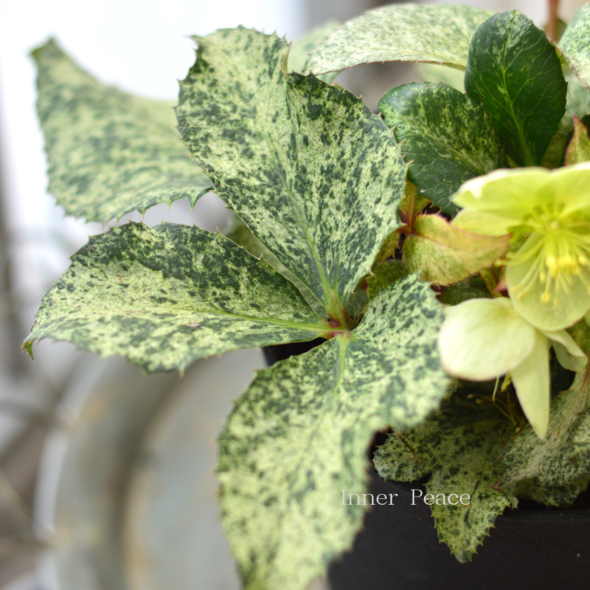 【美しい】 クリスマスローズ 『スノーフィーバー』 5寸鉢