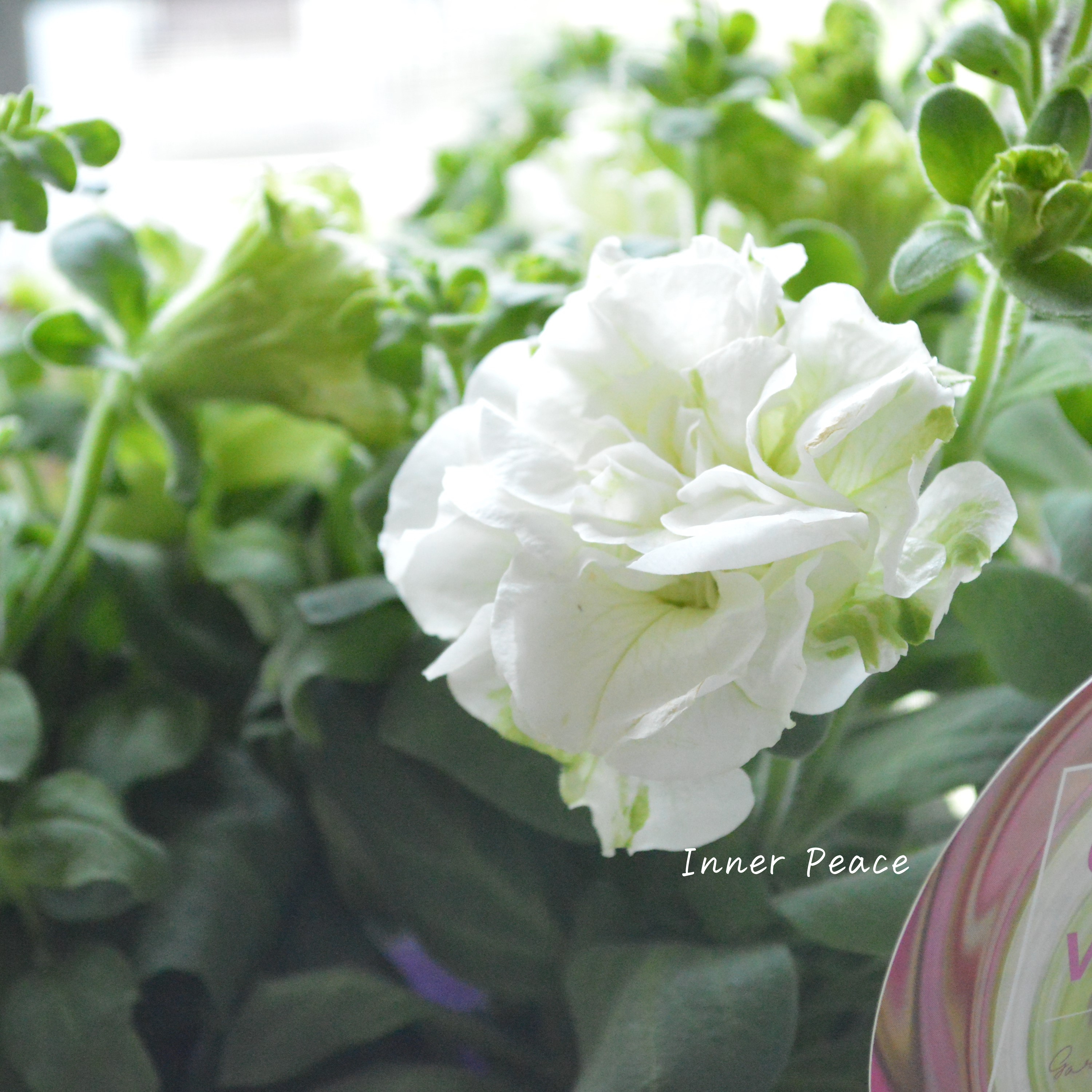 【ガルテン湘南さん】 ペチュニア 『湘南マルモ・ヴェルデ』 3.5寸POT