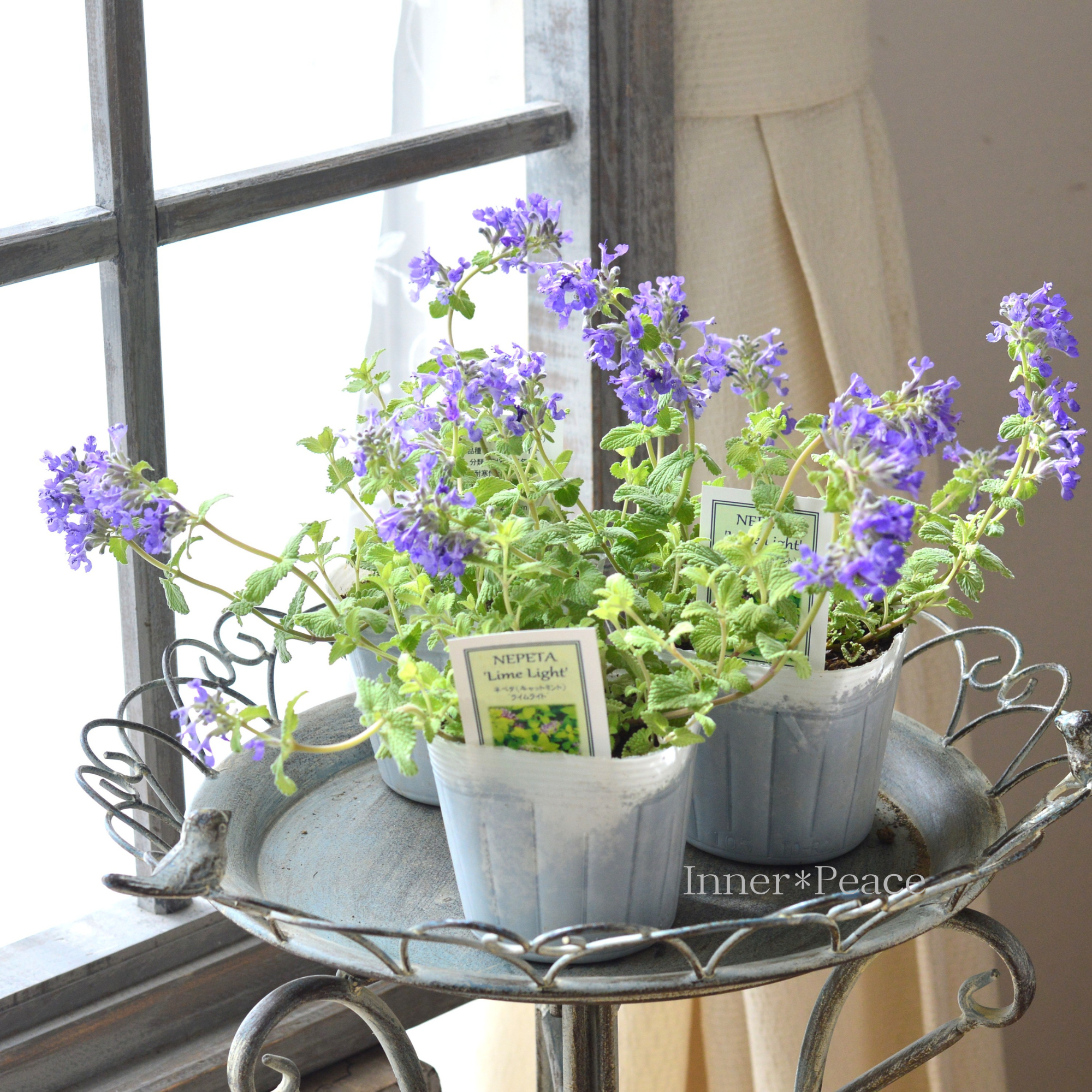 【爽やか】 ネペタ 『ライムライト』 3.5寸POT